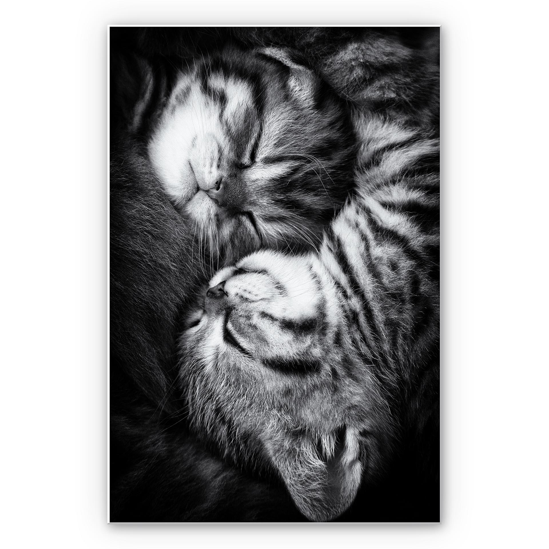 Tableau Forex - Jancova - Sweet Kitten