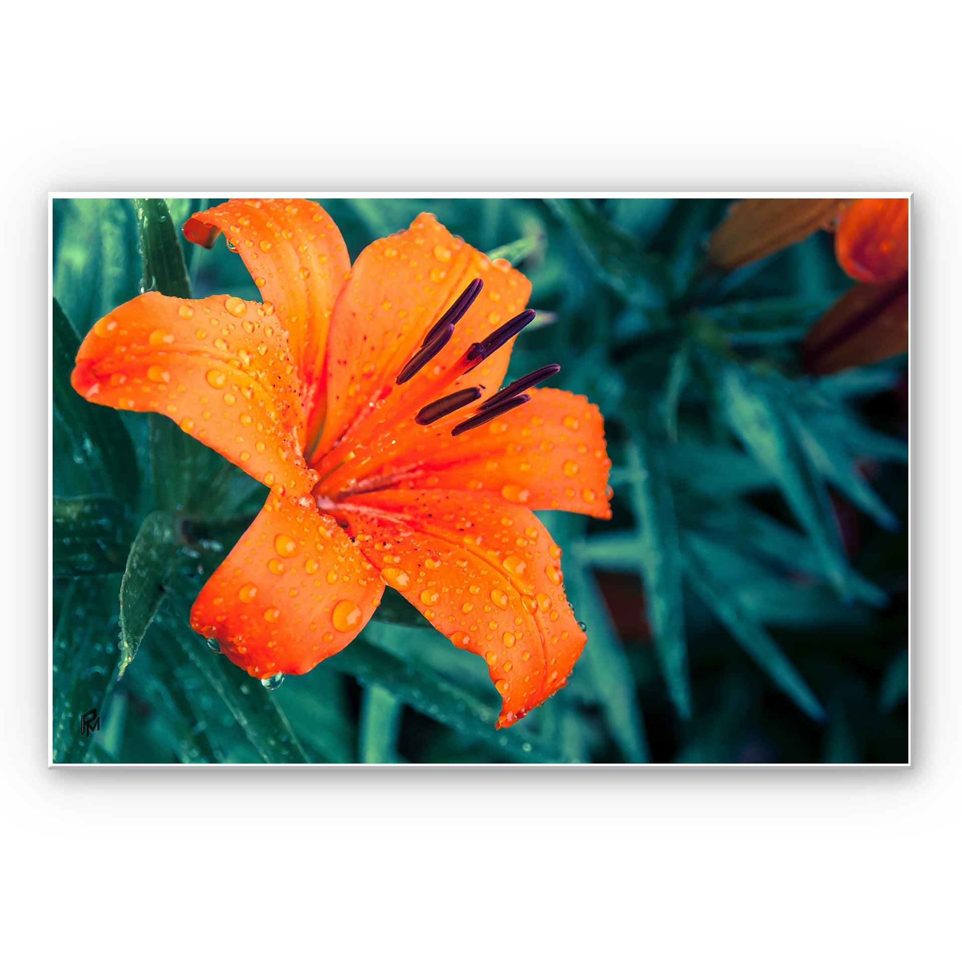 Wandbild Tropical Lily