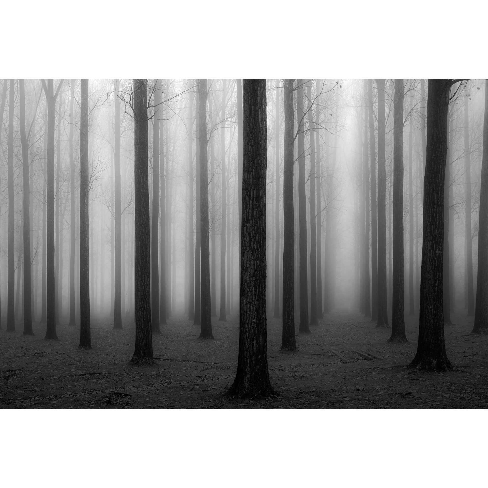 Fotobehang Bongaerts - Nevel in het Bos (384x260 cm)