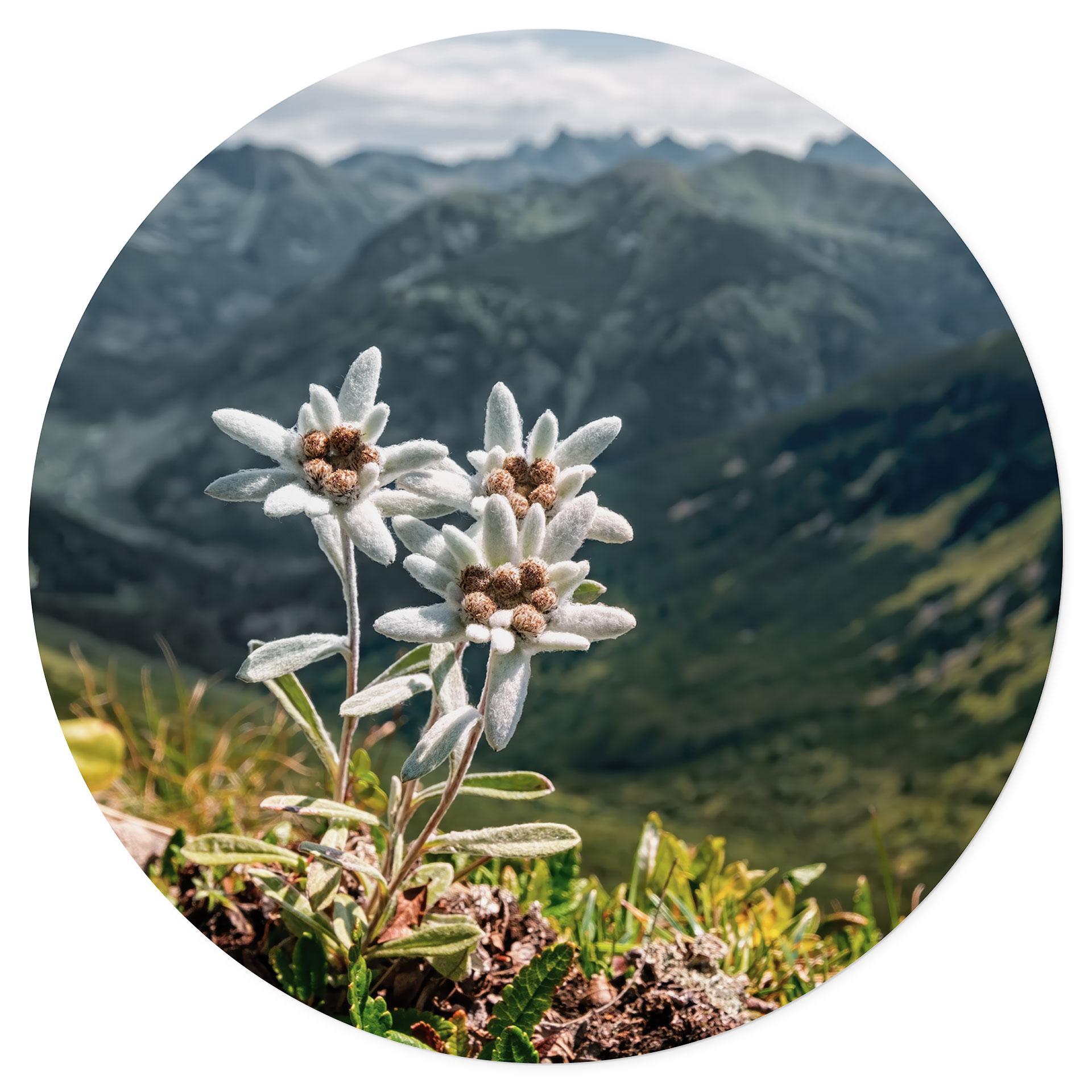 Muursticker Witte alpen edelweiss op de berg