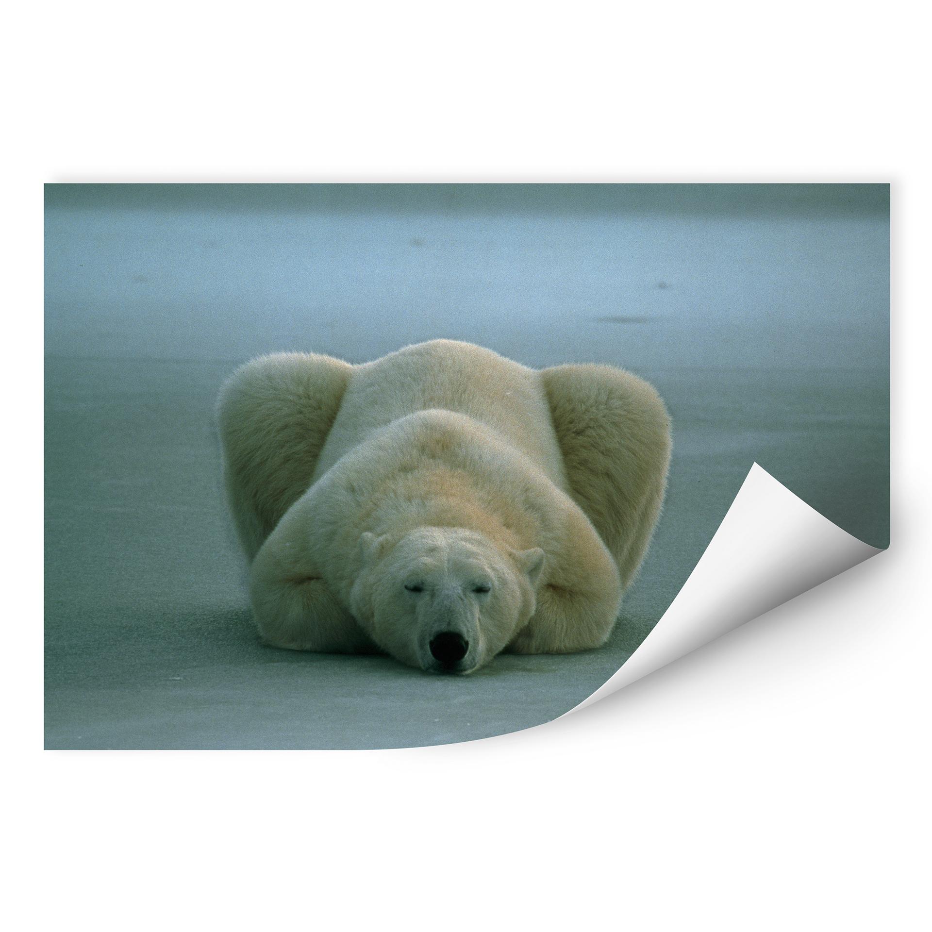 Poster autocollant - W - NG Ours Polaire Endormi