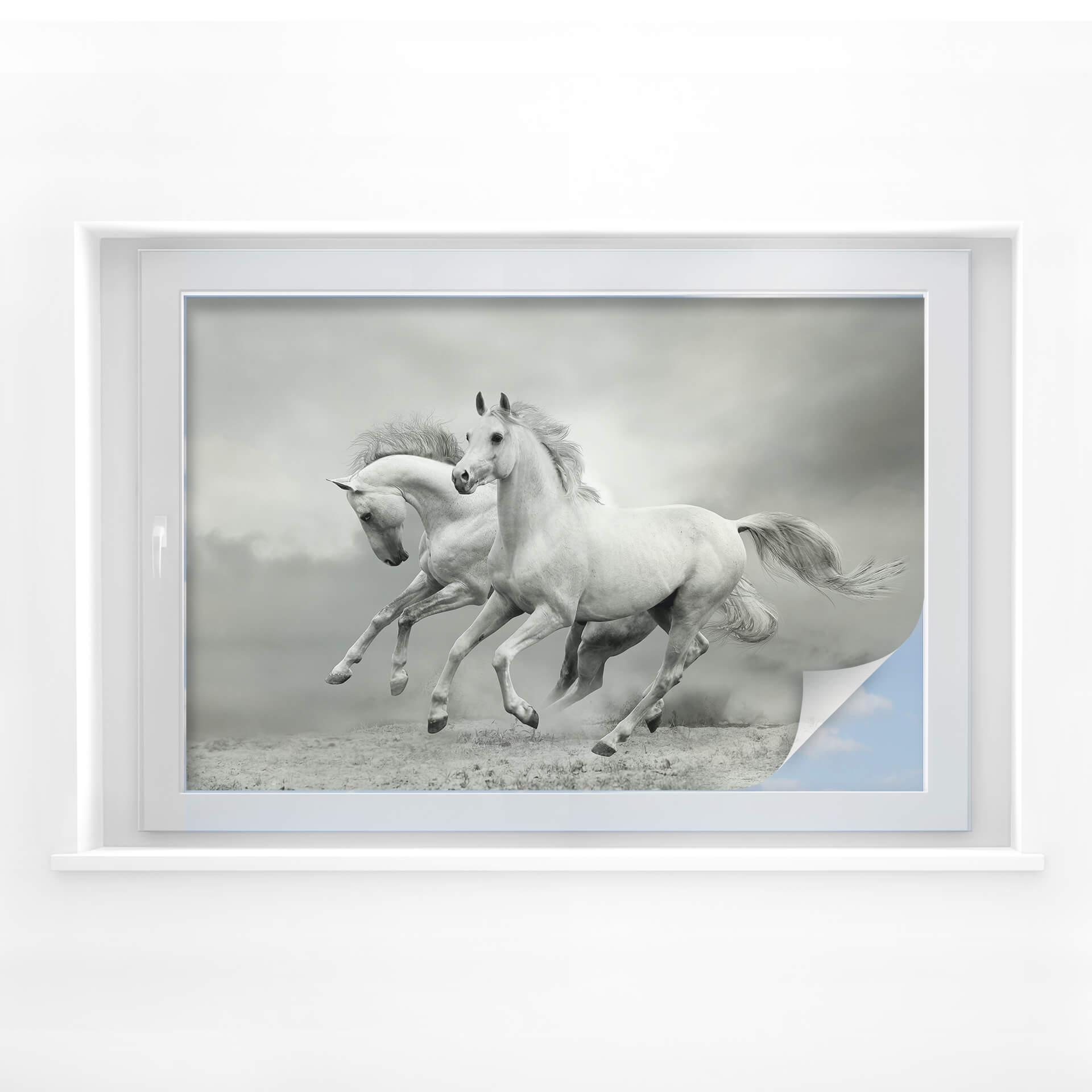 Privacidad filmar caballos al galope