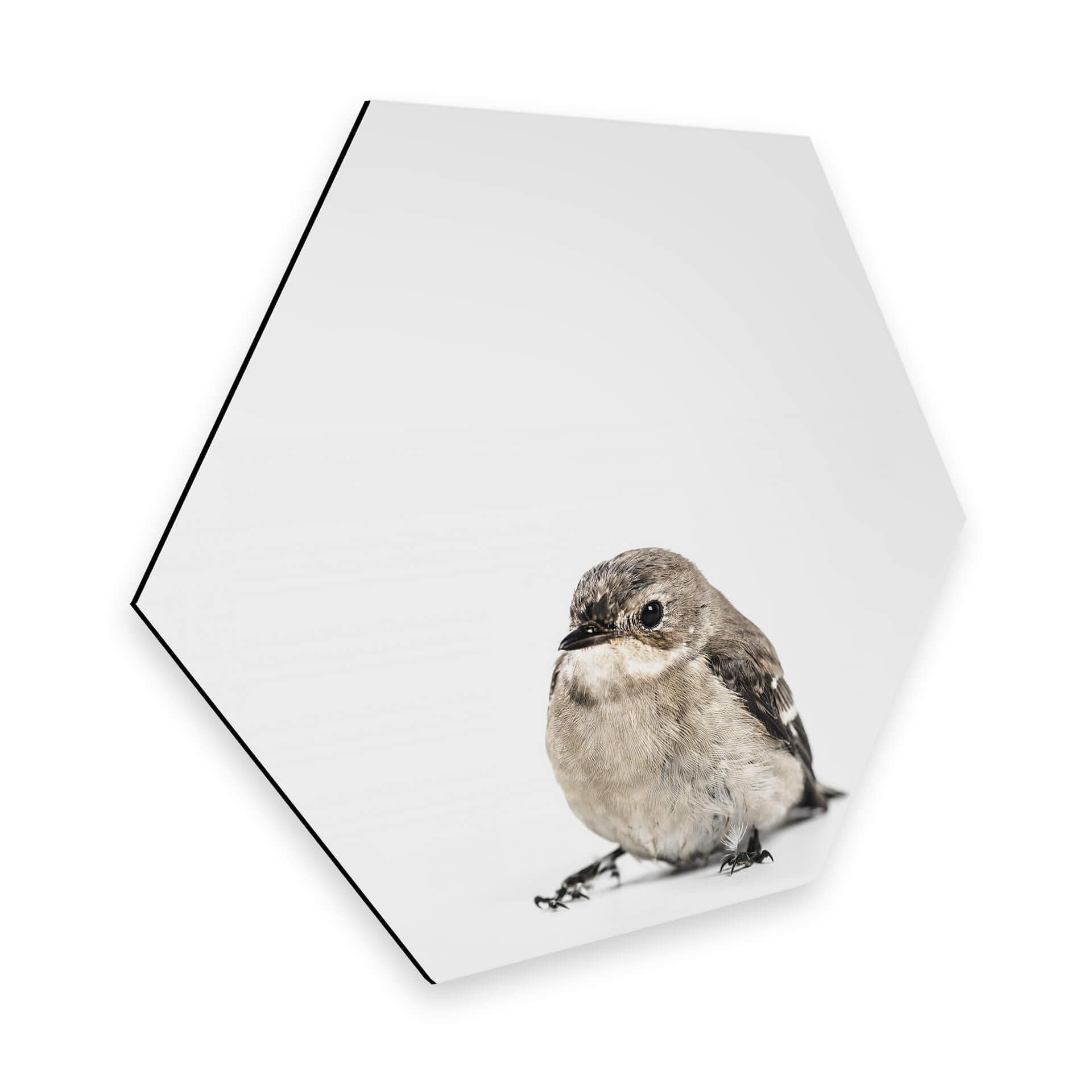 Hexagon Alu-Dibond Little Bird