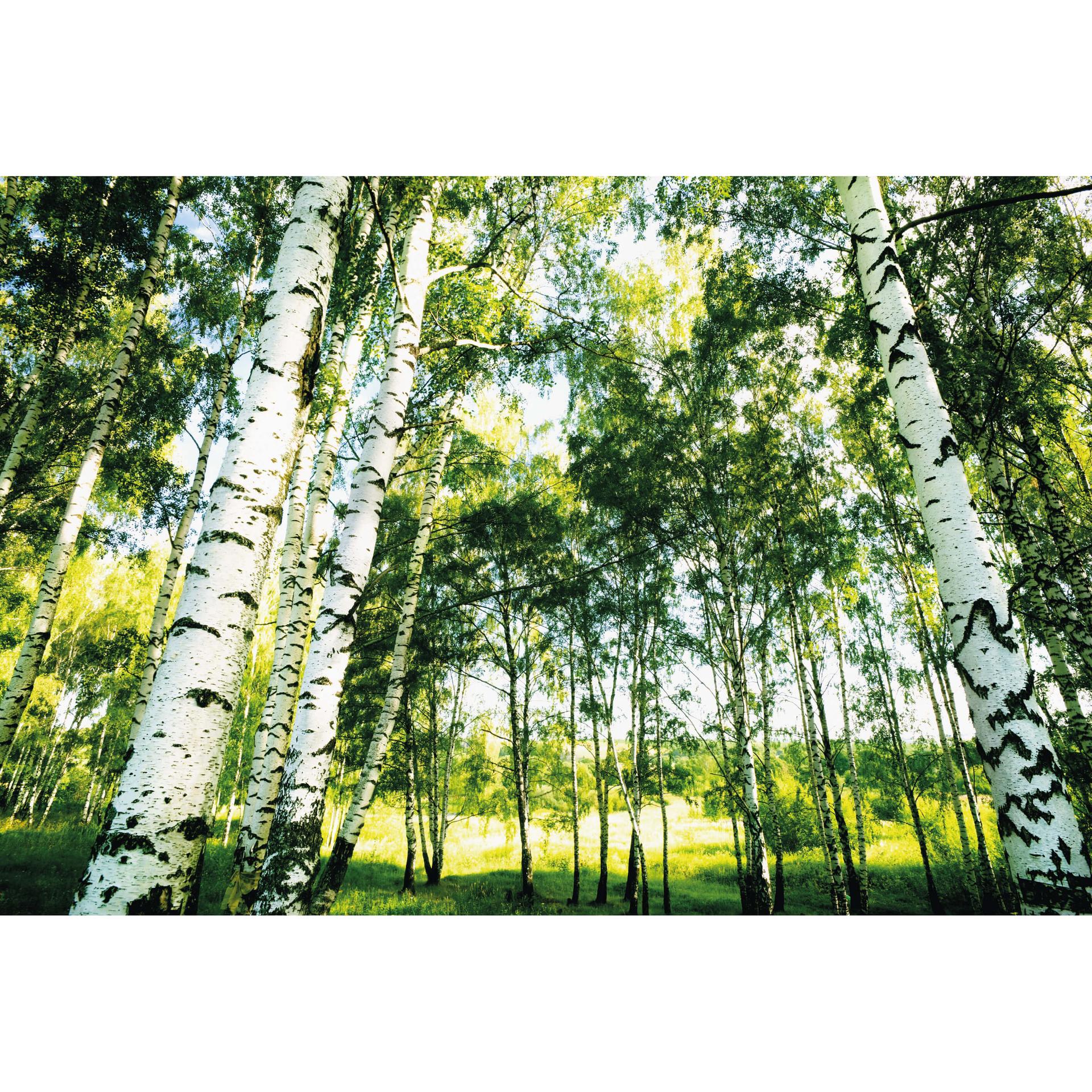 Fotobehang Sunshine Forest