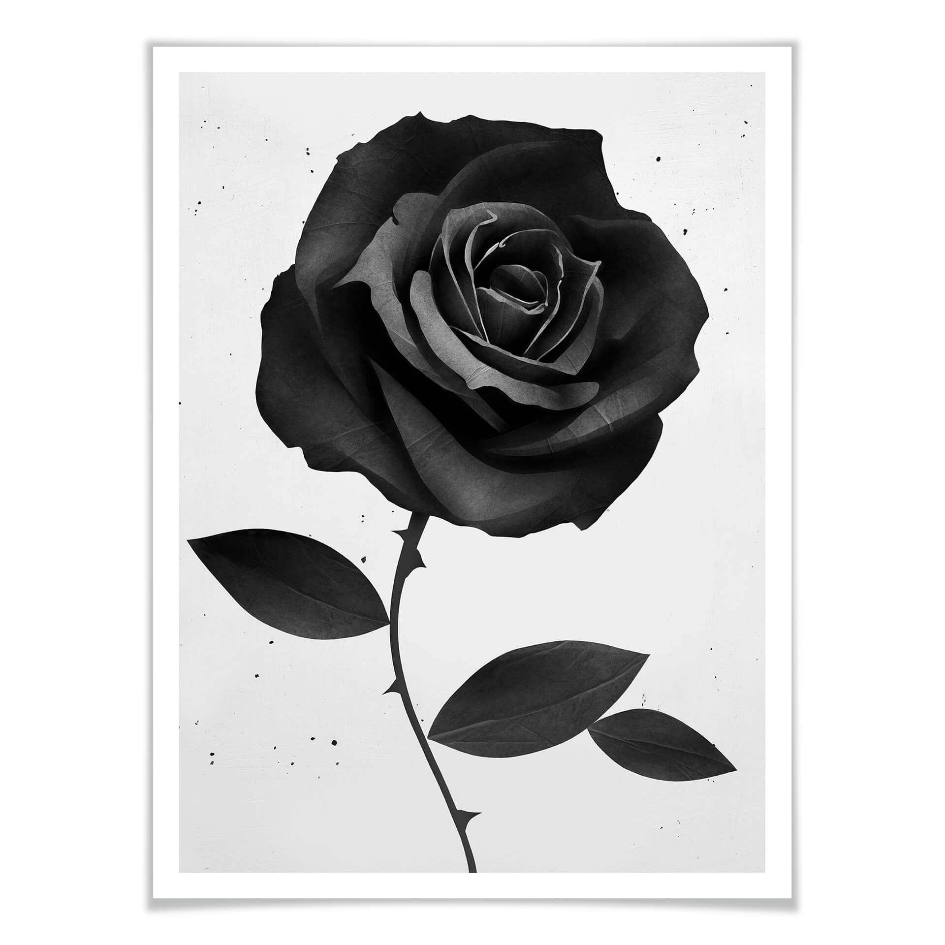 Ireland Plakat - Fabric Rose