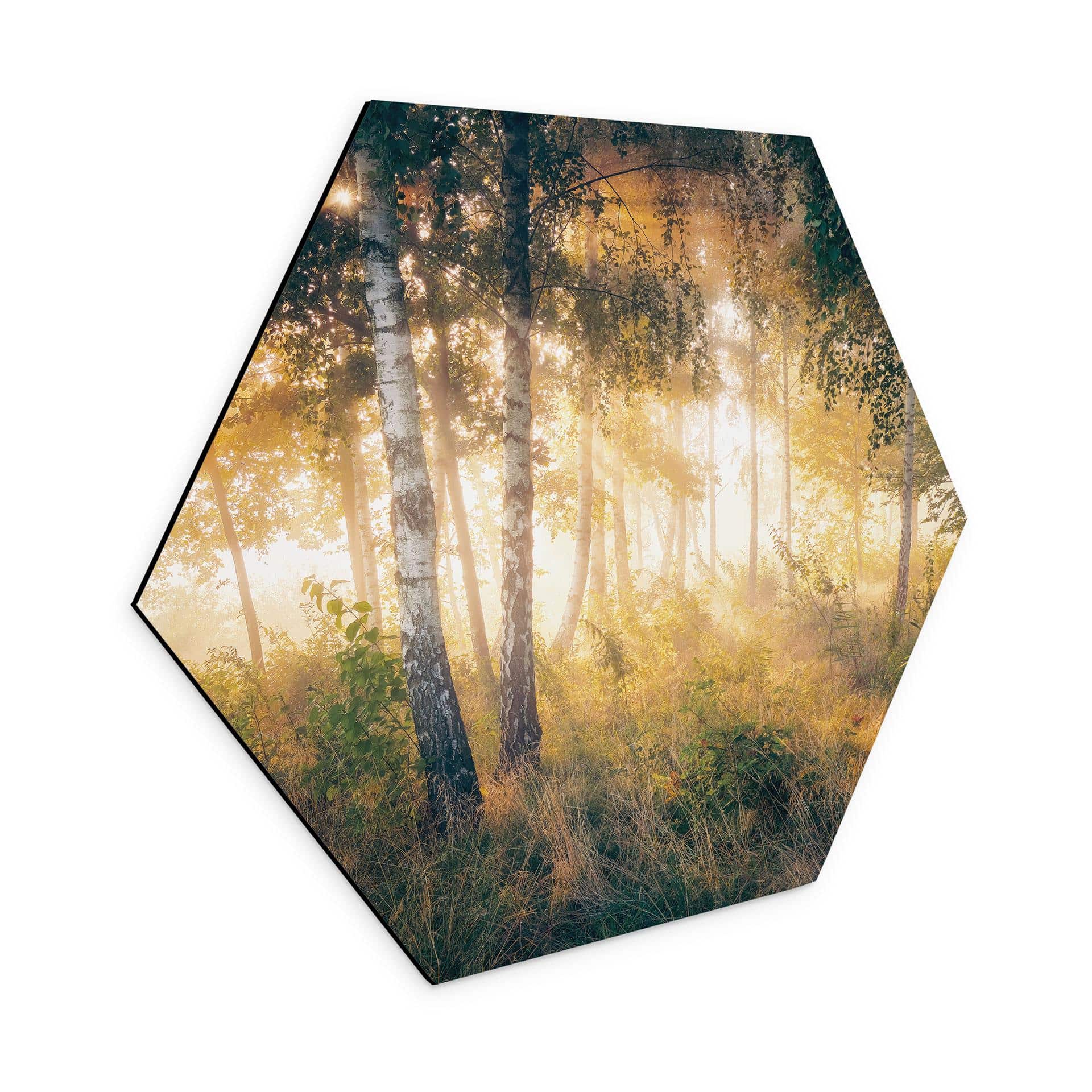 Hexagon Dibond Solskin i birkeskoven - Kado