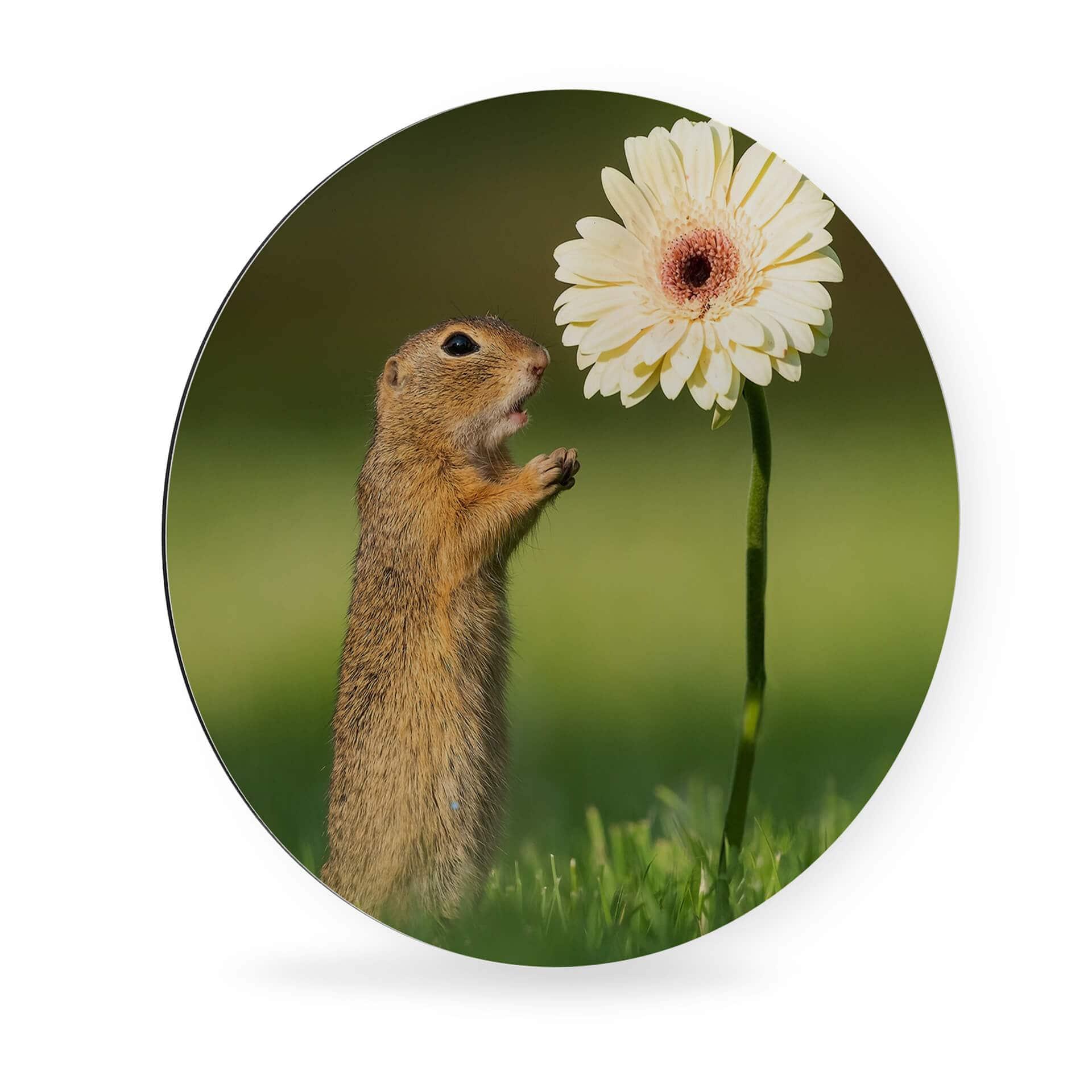 Alu-Dibond van Duijn - Erdhörnchen mit Gerbera - Rund