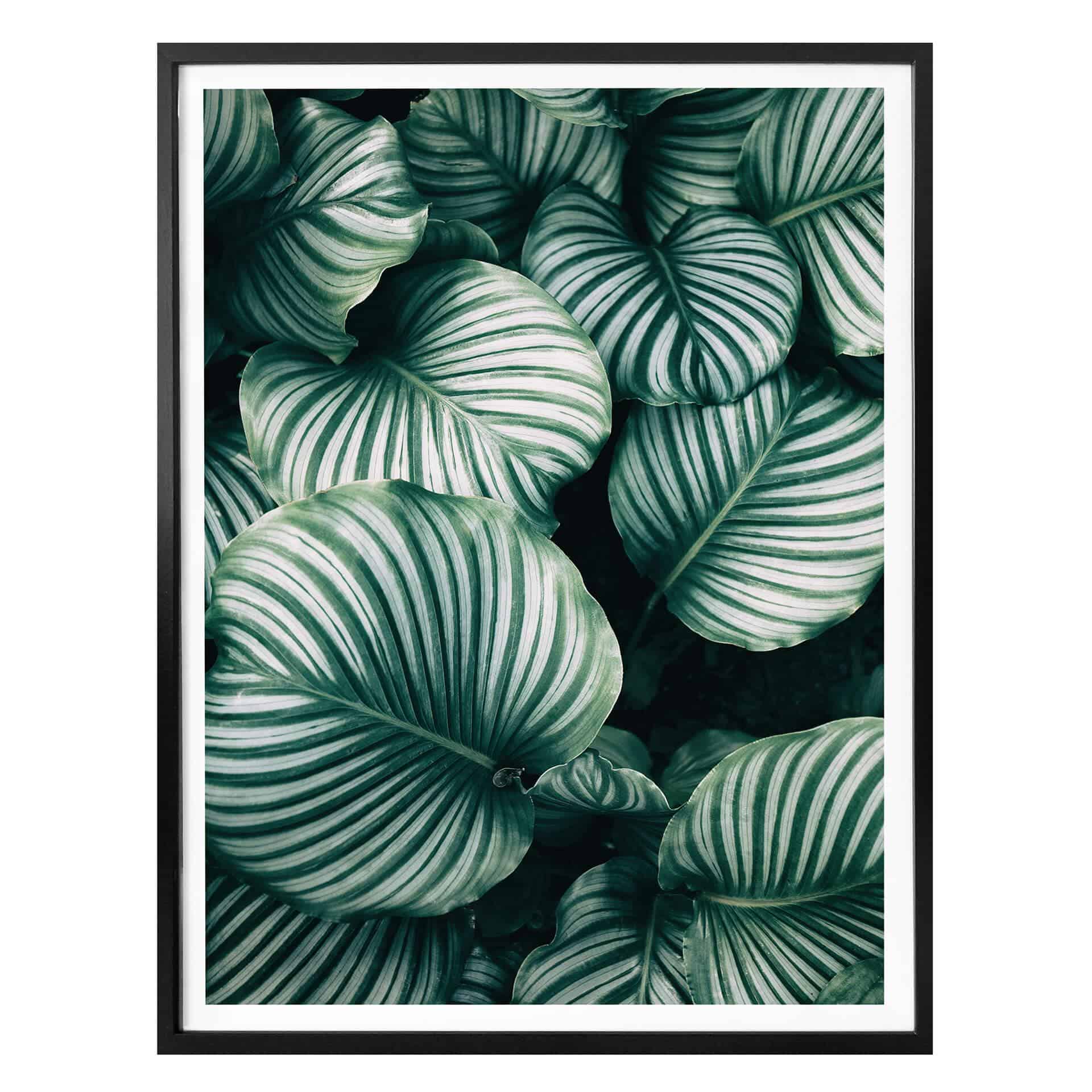 Plakat - Urban Jungle - Calathea Orbifolia