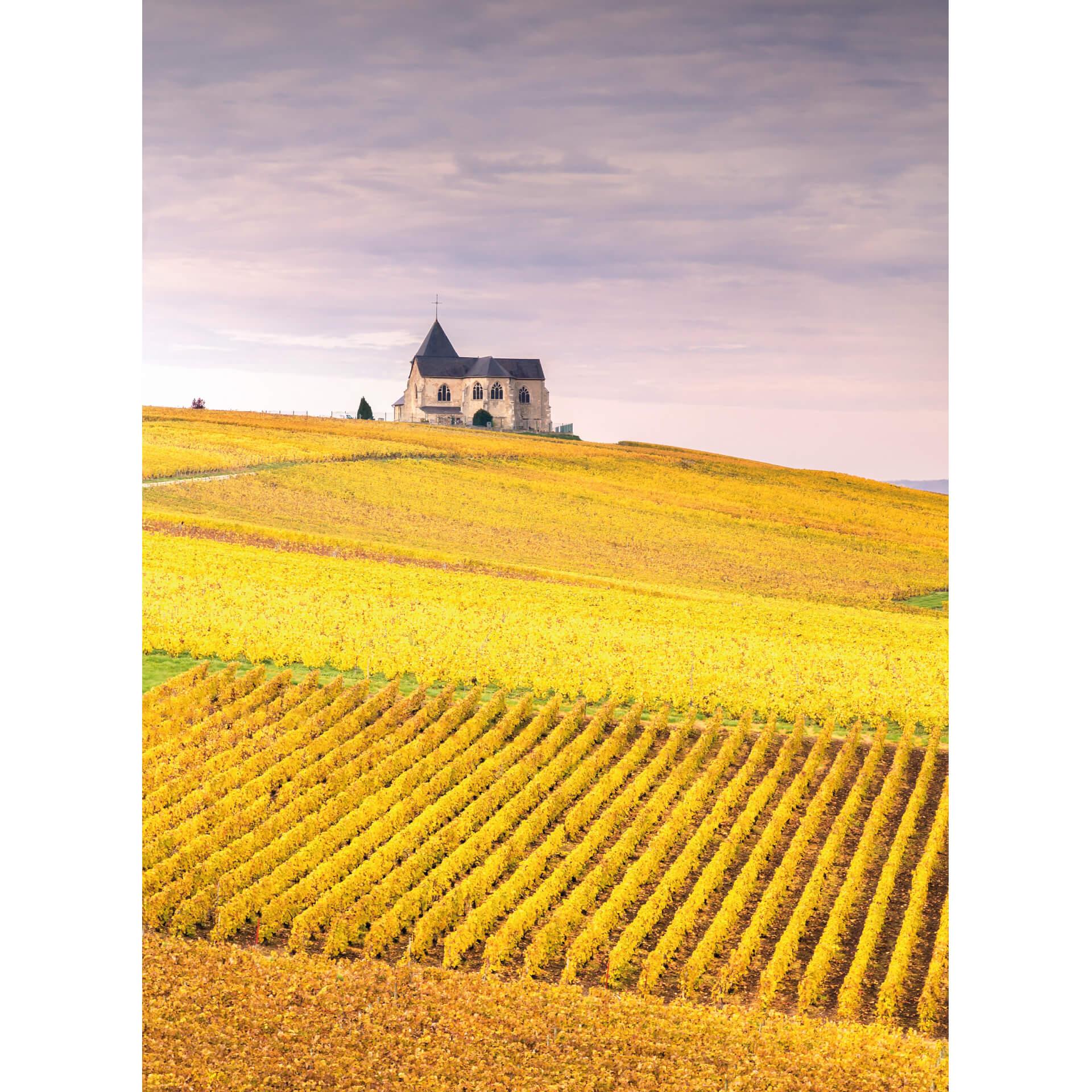 Fotobehang Colombo - Vineyards