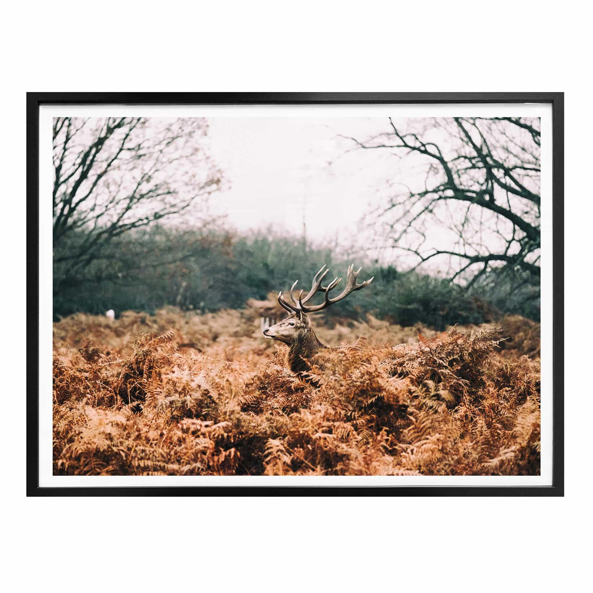 Poster Dans la forêt