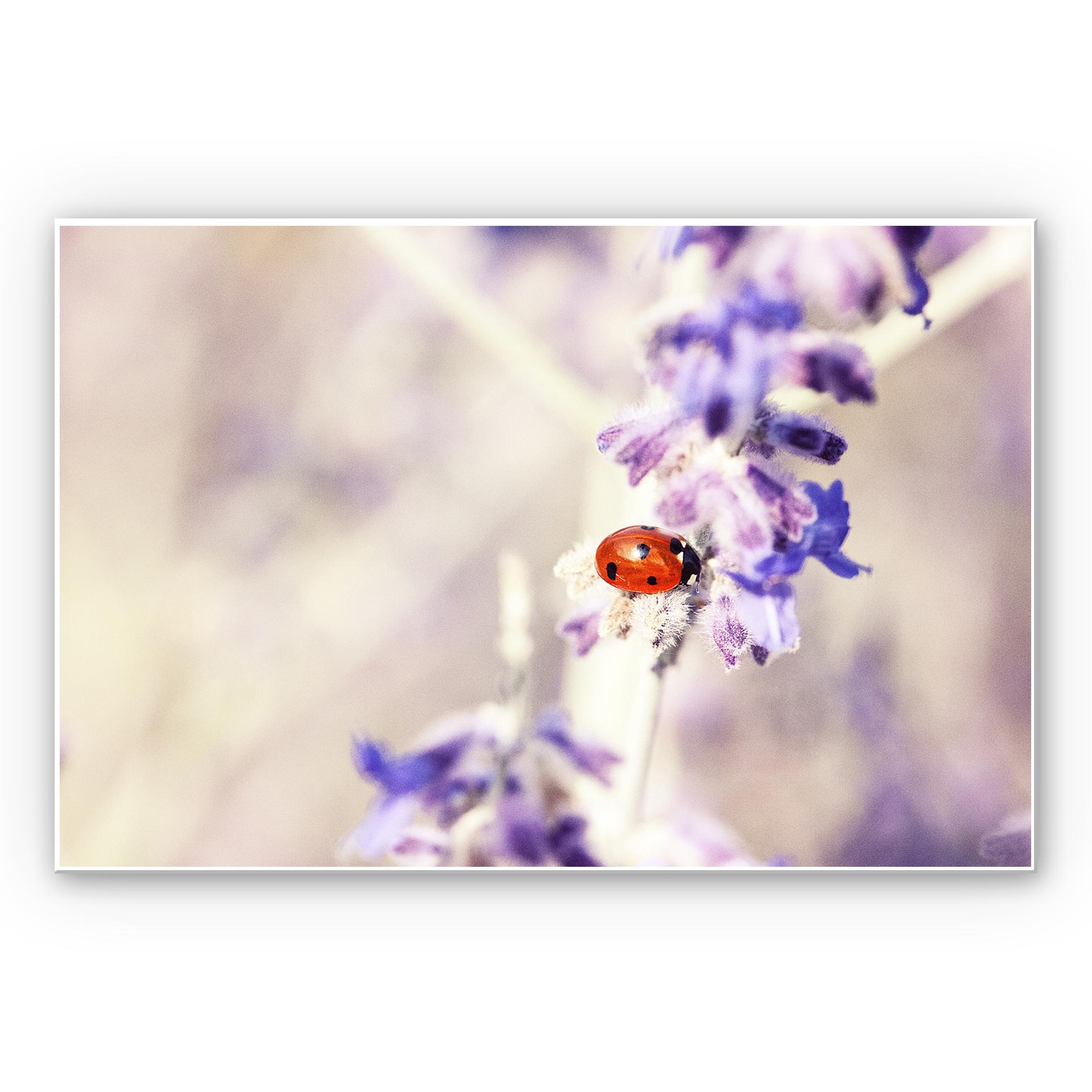 Tableau Forex - Little Friend