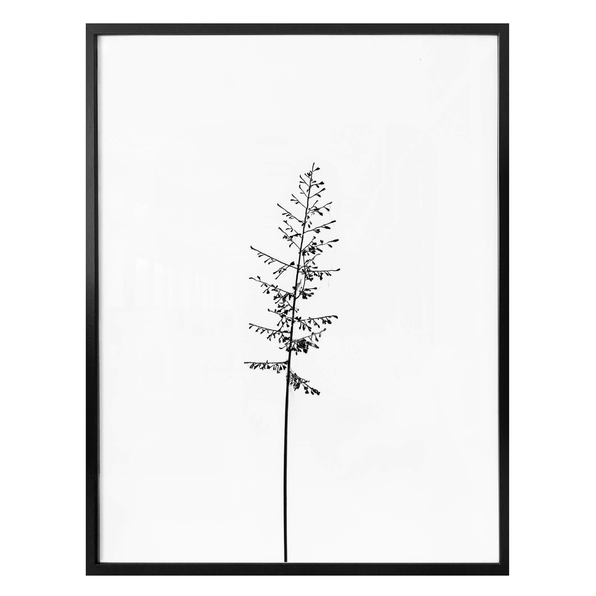 Plakat - Enggræs