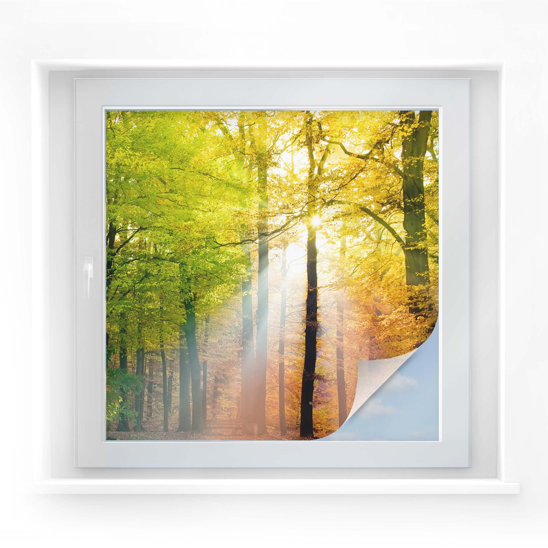 Lámina de privacidad otoño dorado - cuadrado