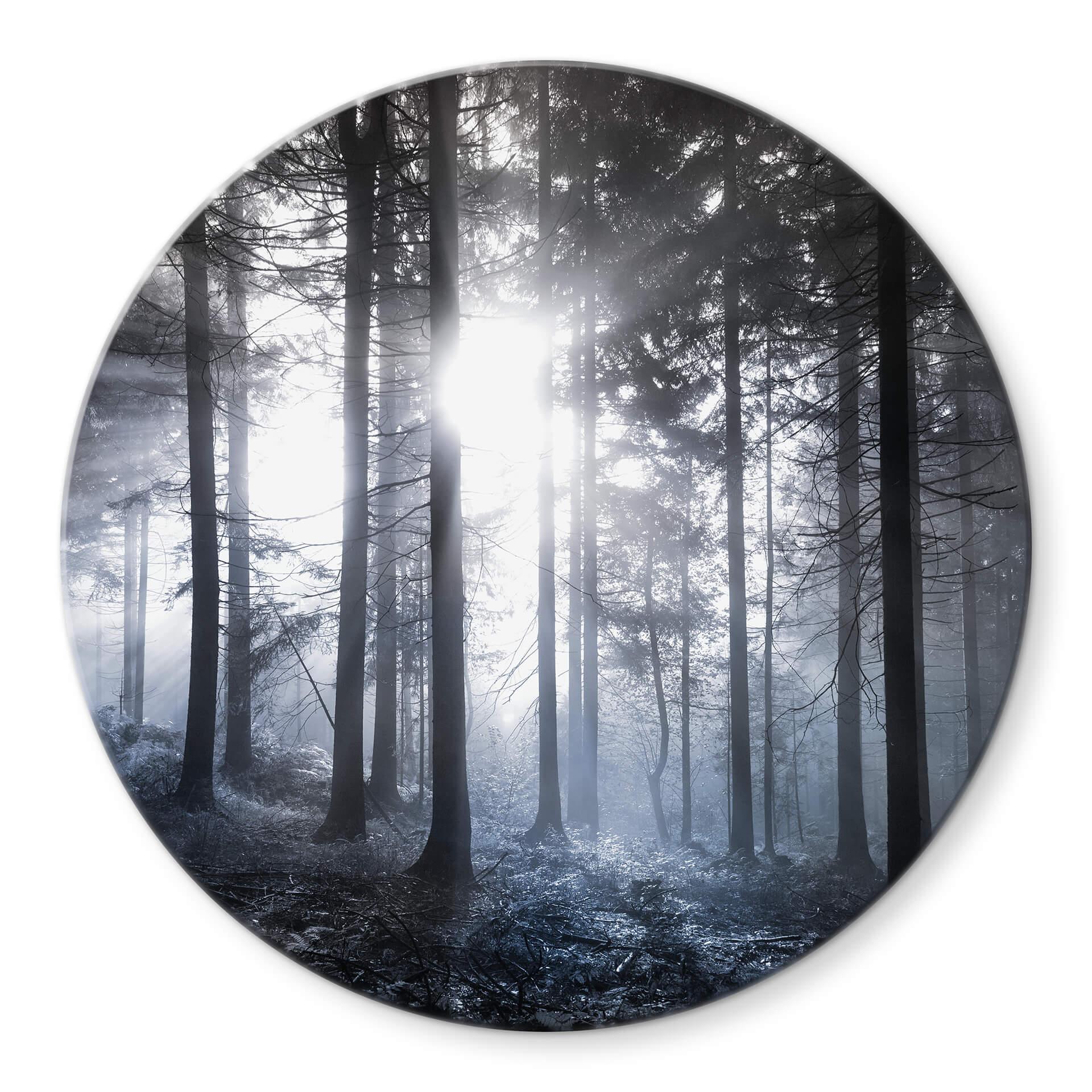 Tableau sur verre  Rayons de soleil dans la forêt bleue - Rond