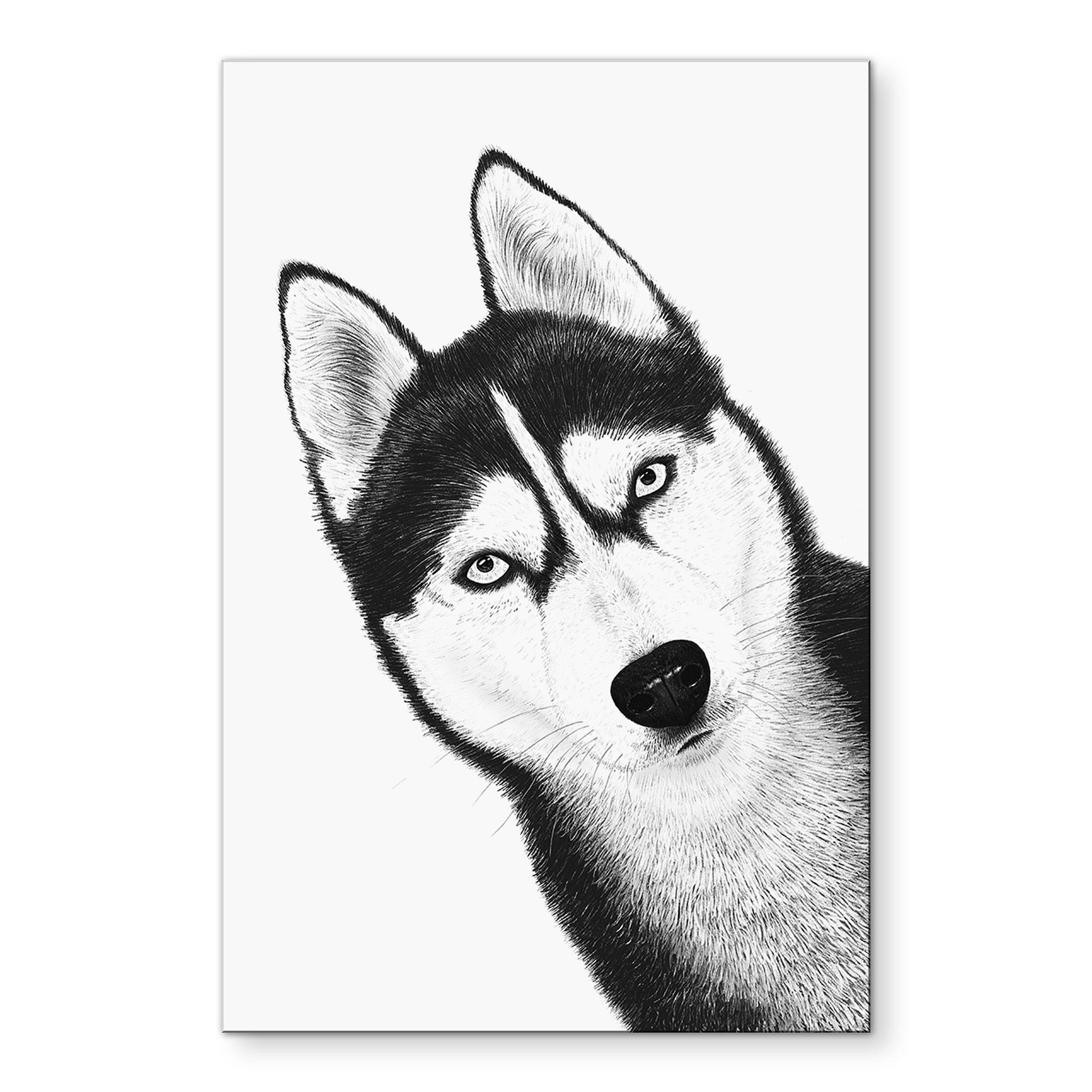 Fototapet Siberian husky - hundeportræt - Korenkova – print på aluminium