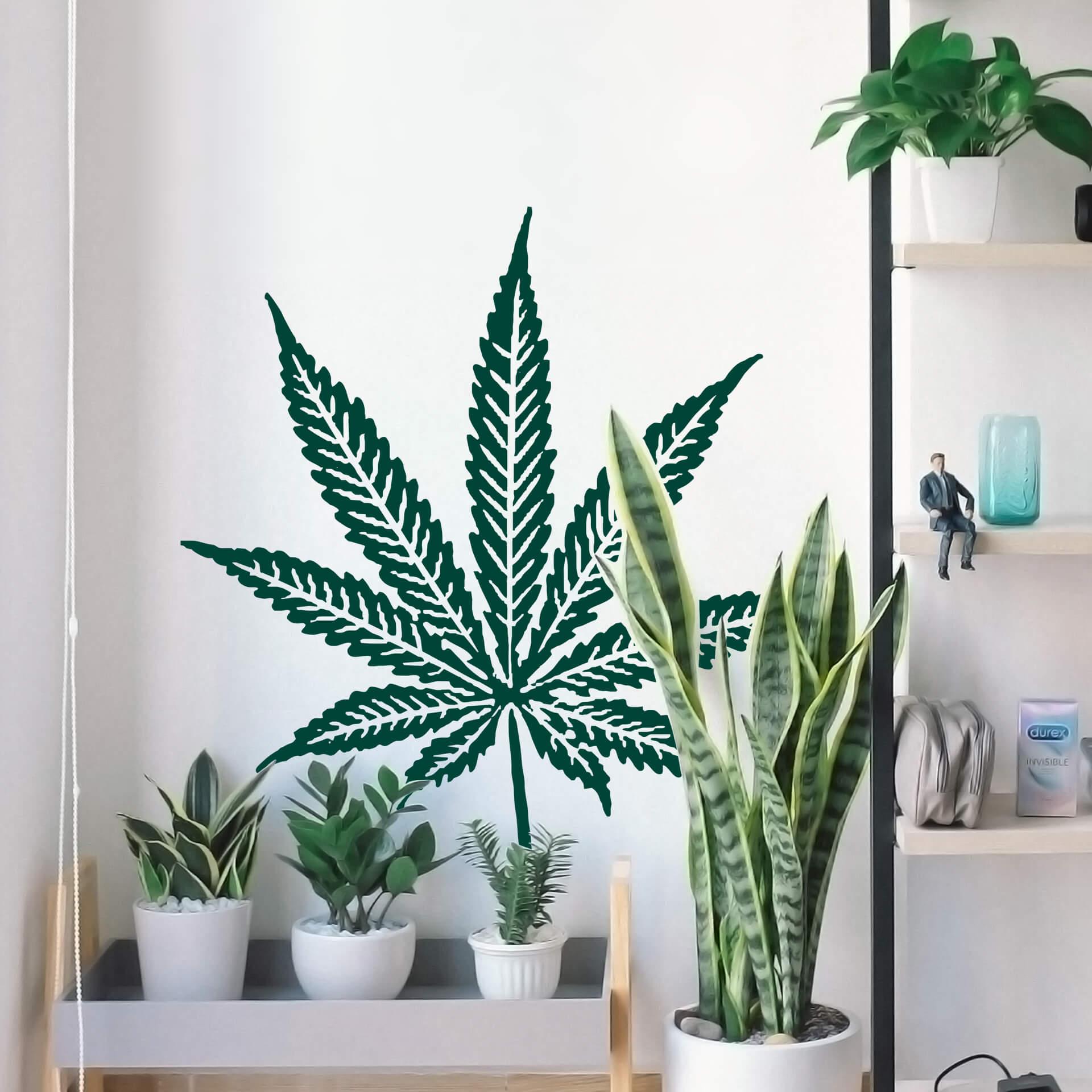 Cannabis