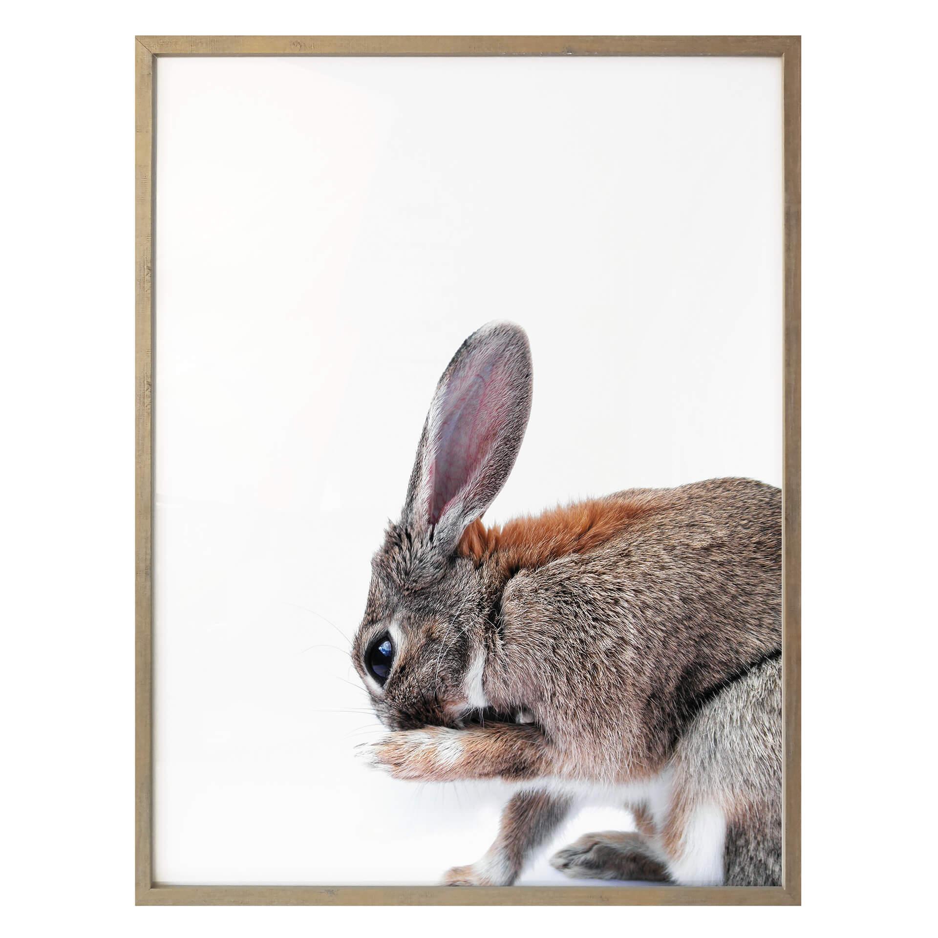 Affiche - lapin