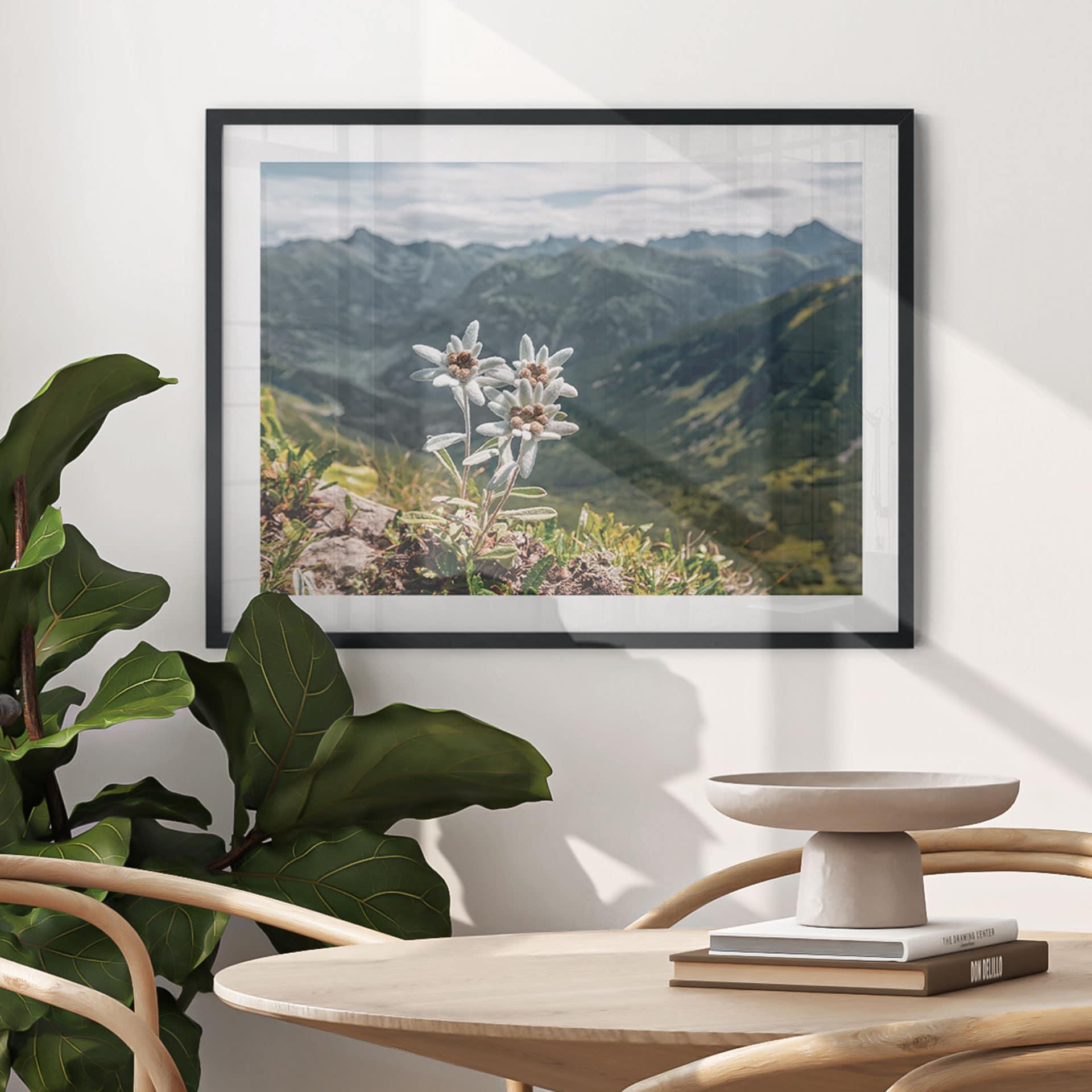 Plakat Hvid alpin edelweiss på bjerget