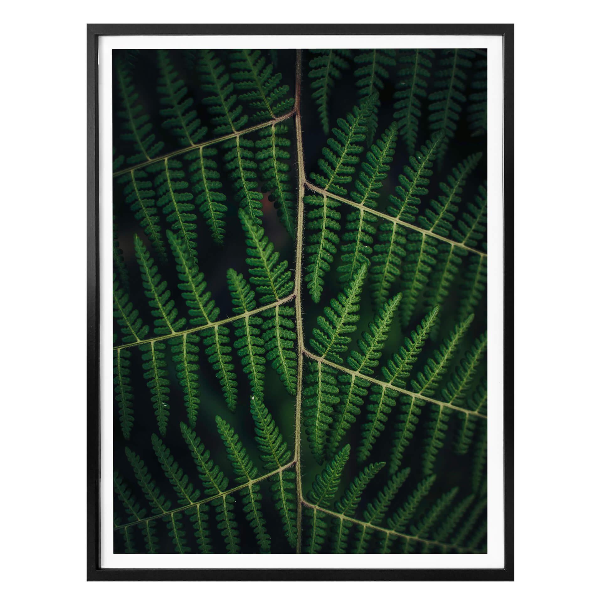 Plakat - Botanical 03