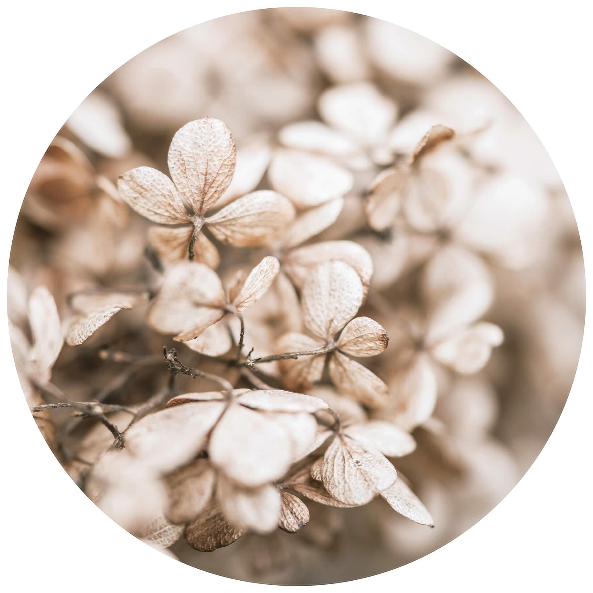 Behangcirkel Annie - Velvet Flowers - vliesbehang/zelfklevend vliesbehang