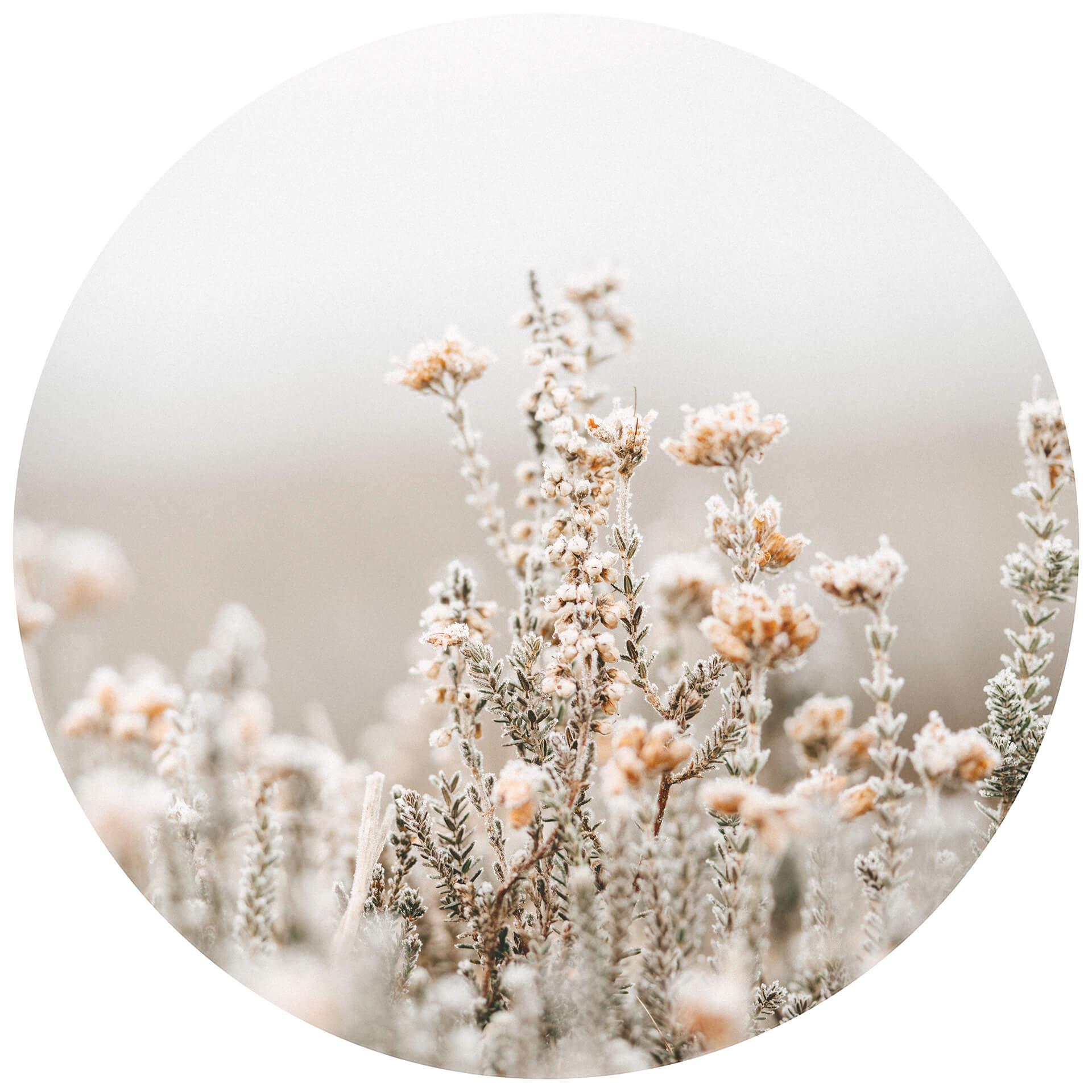 Behangcirkel Annie - Ice Flowers - vliesbehang/zelfklevend vliesbehang