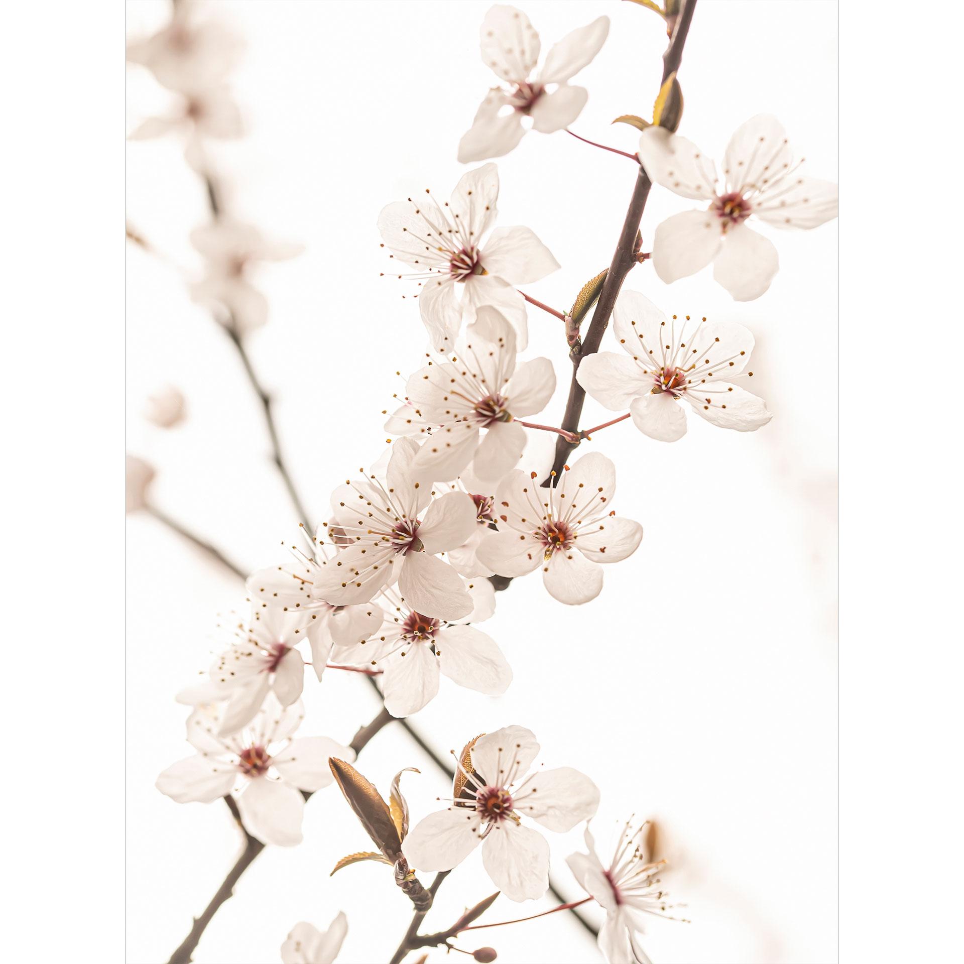 Bloemen Fotobehang tak met witte kersenbloesems - Sisi & Seb