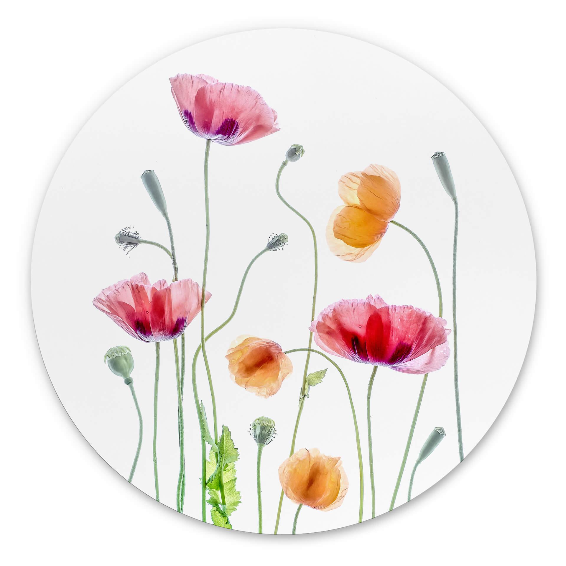 Vægcirkel Disher - Colourful Poppies – print på aluminium (Alu-Dibond)