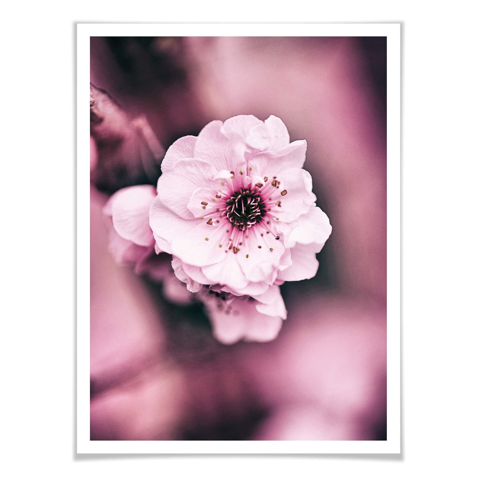 Plakat - Blomsterpragt - detaljer