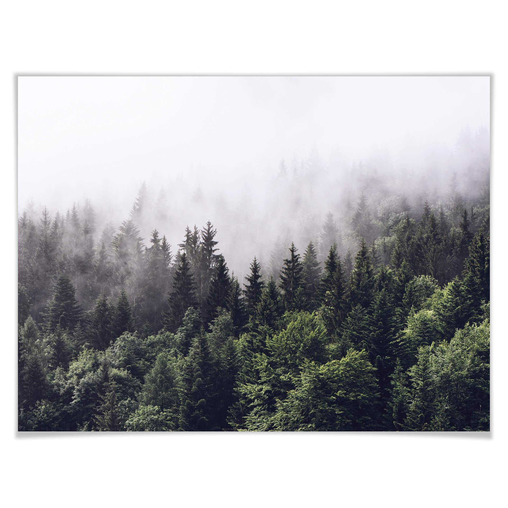 Póster del bosque nublado