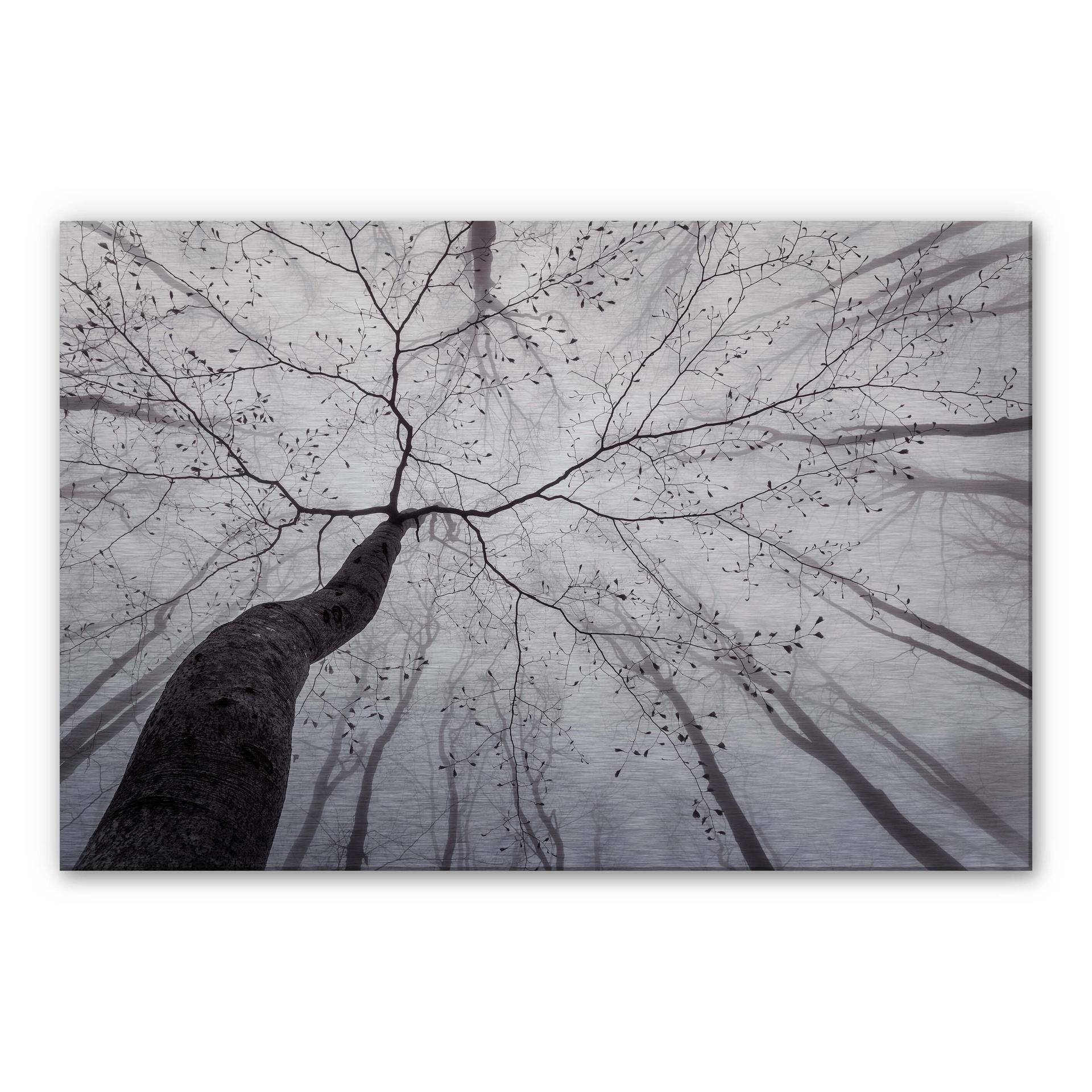 Tableau en Alu-Dibond effet argenté Pavlasek - Vers la cime des arbres