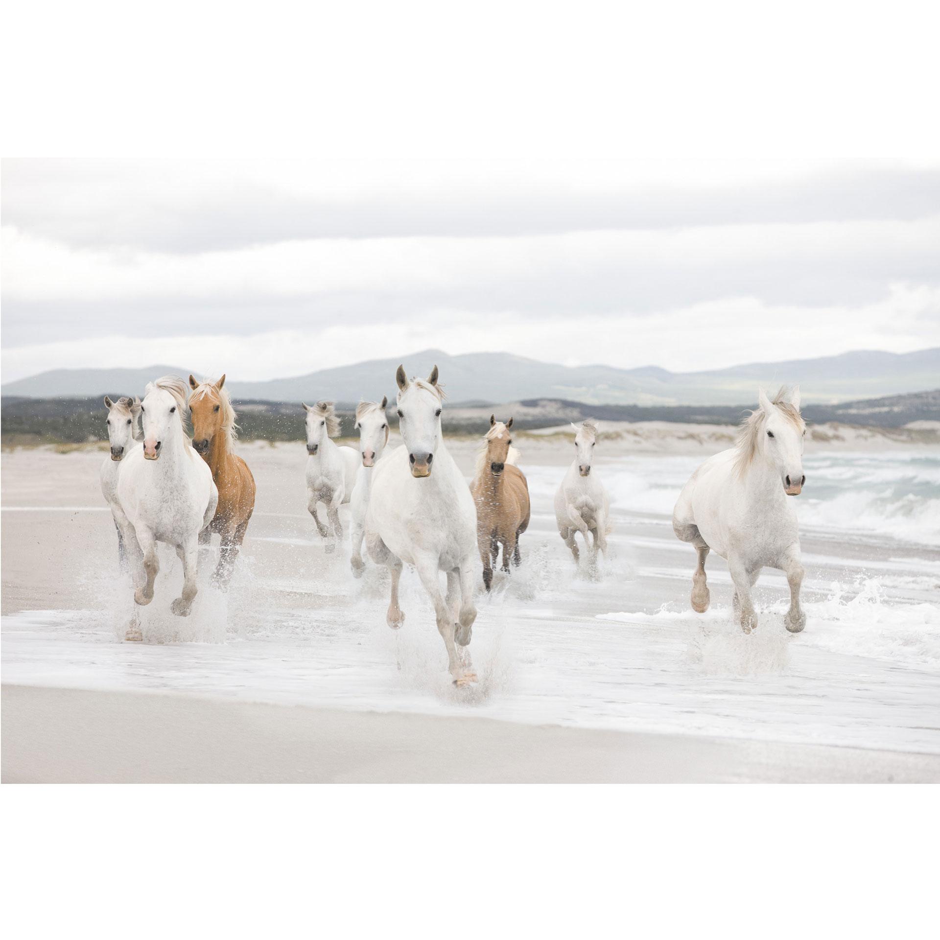Fotobehang Papierbehang White Horses