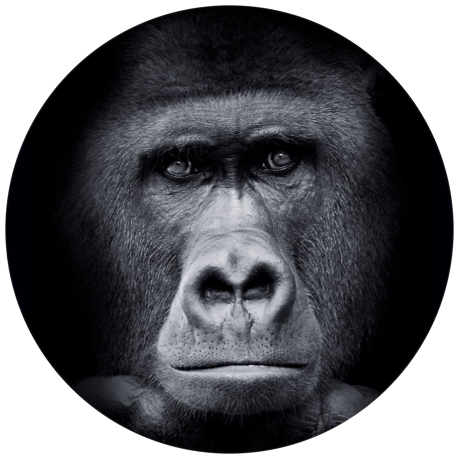 Behangcirkel Gorilla - vliesbehang/zelfklevend vliesbehang