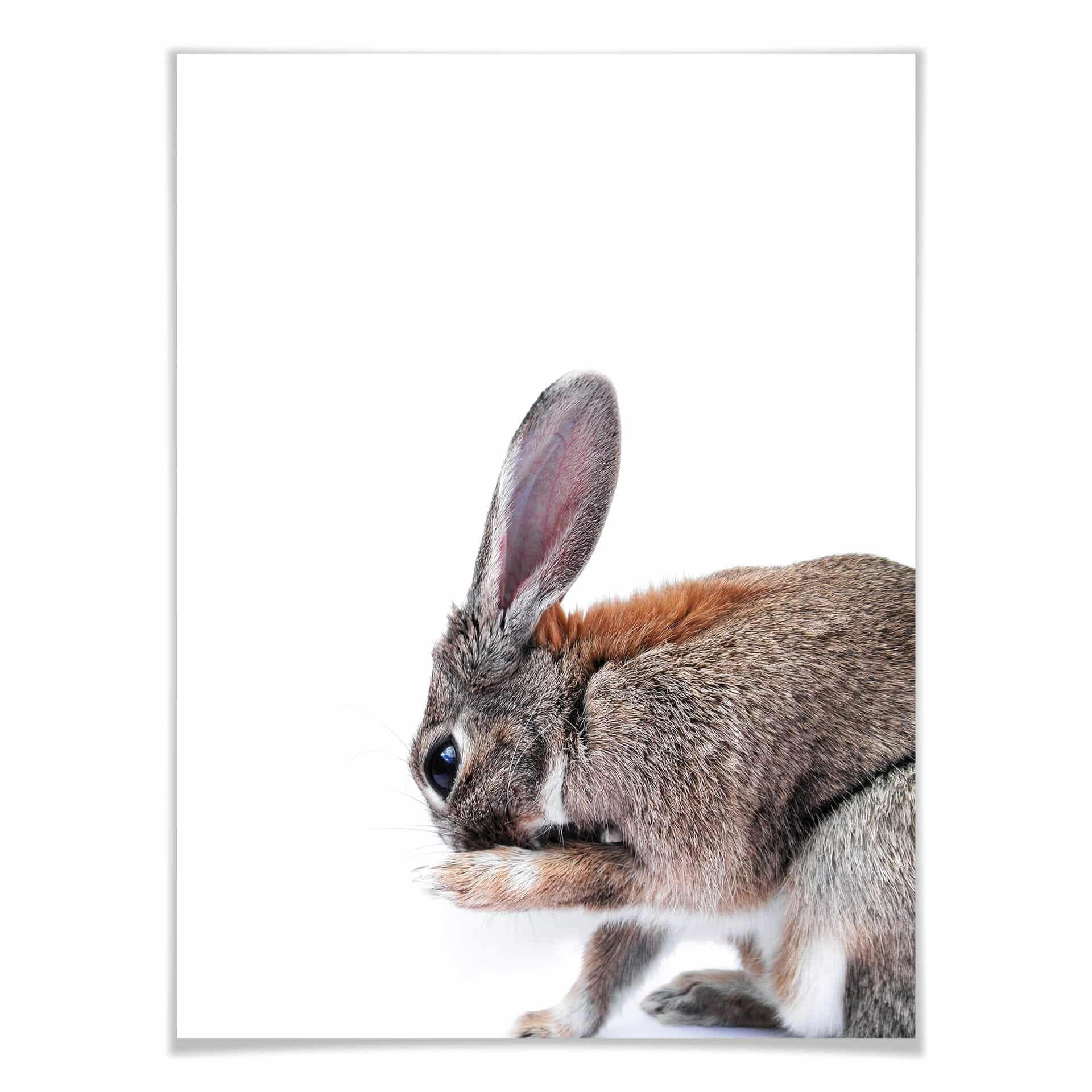 Cartel Premium - Lepus