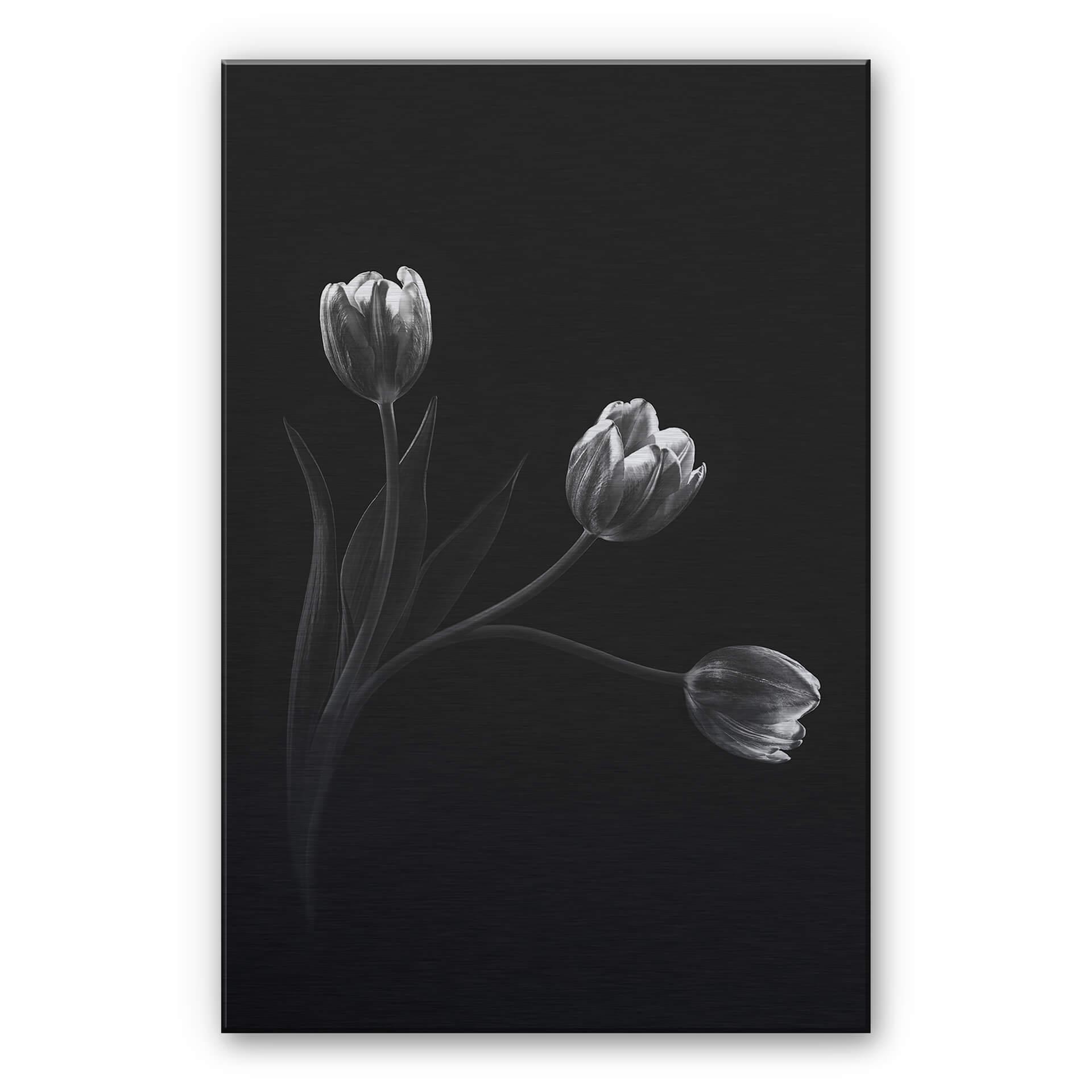 Alu-Dibond med sølveffekt - Pan - Tulipantrio – print på aluminium (Alu-Dibond)