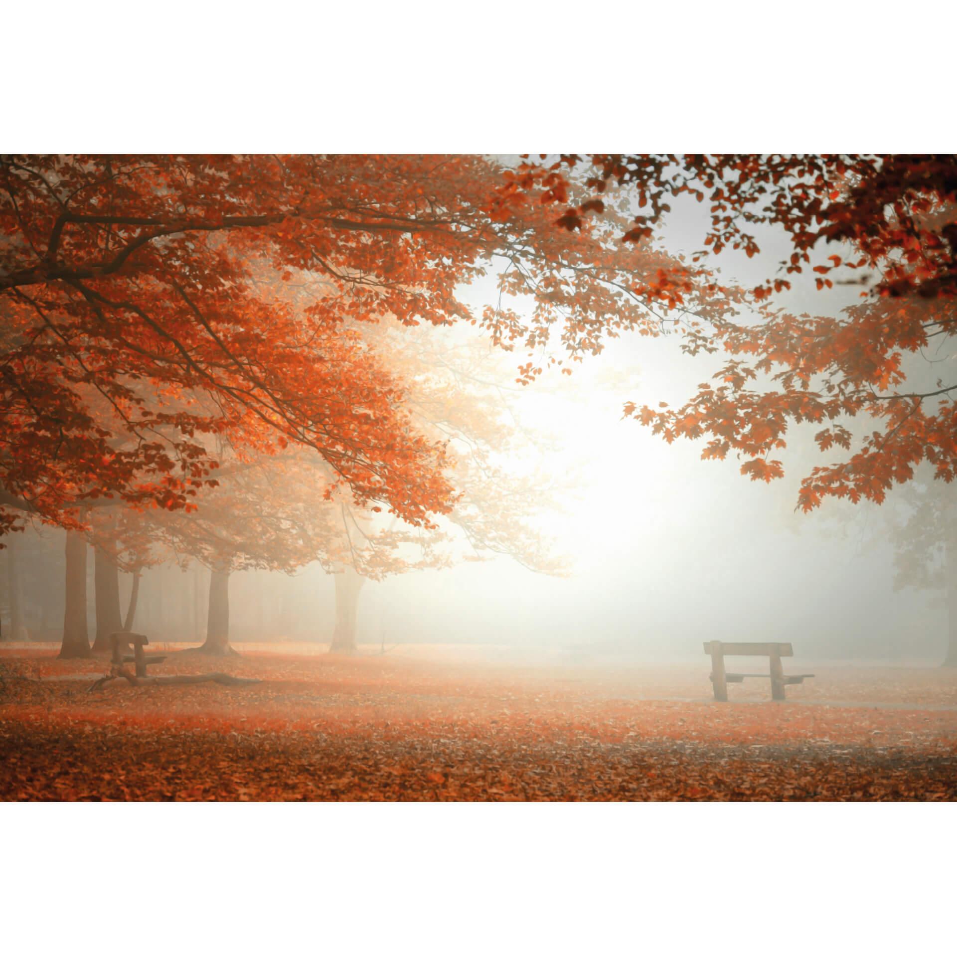 Fotobehang Dingemans Autumn Forest