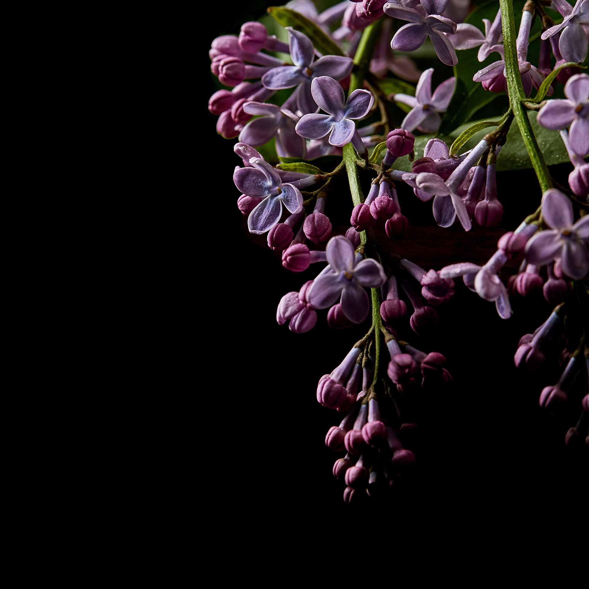 DarkFlowers1 bloemen behang zwart paars - vliesbehang Designwalls 2 - 2,55 x 3,5 m