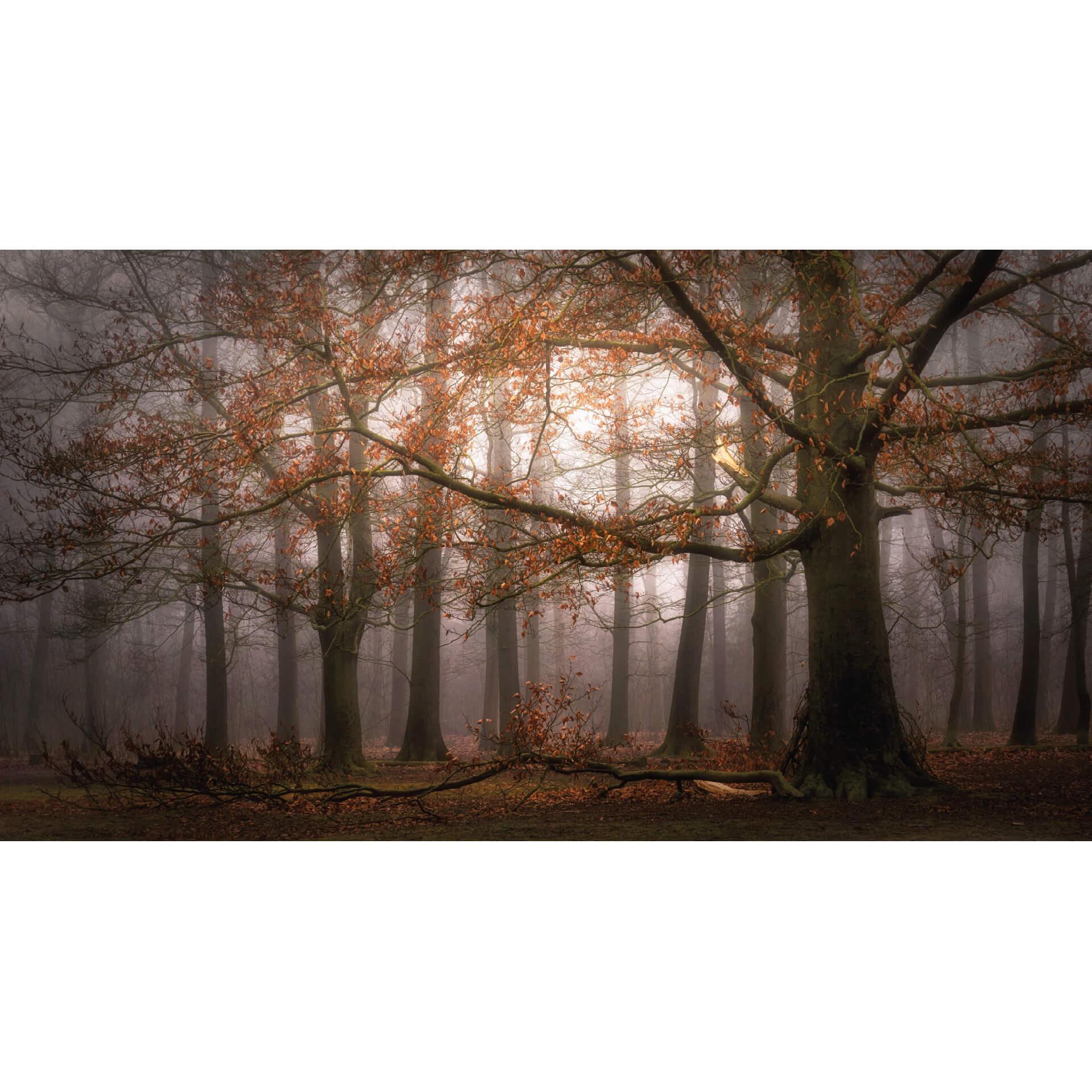 Fotobehang Nevel in het Herfstbos