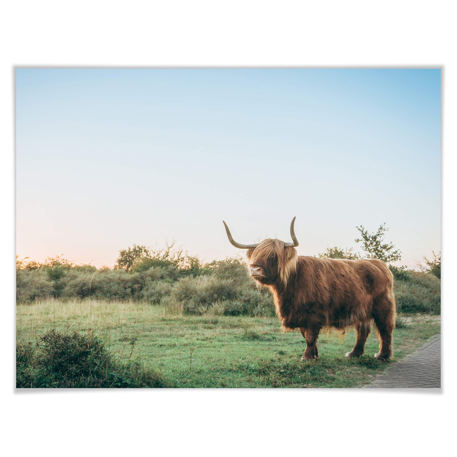 Póster Vaca de las Tierras Altas 01