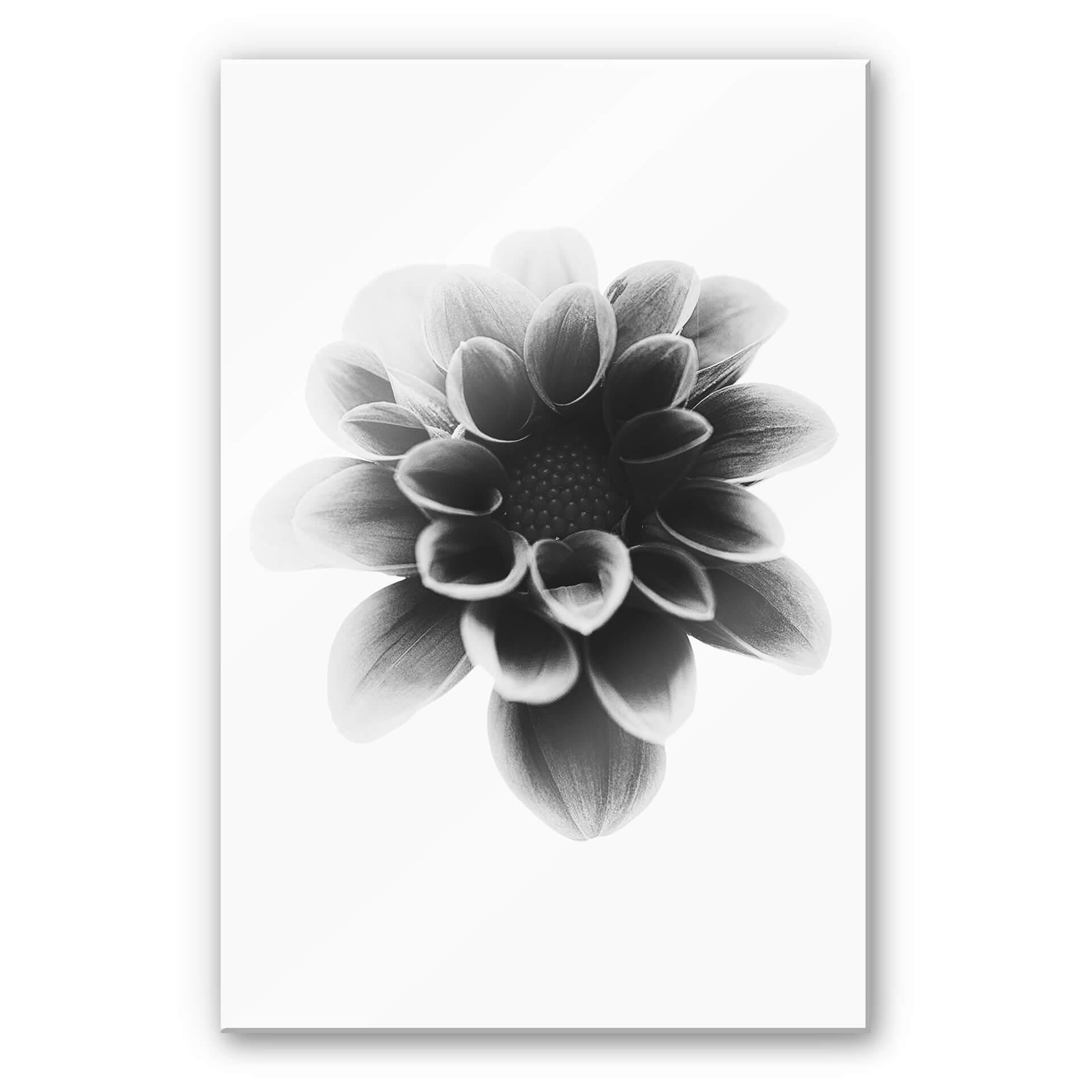Akrylbillede Grønkjær - Dahlia