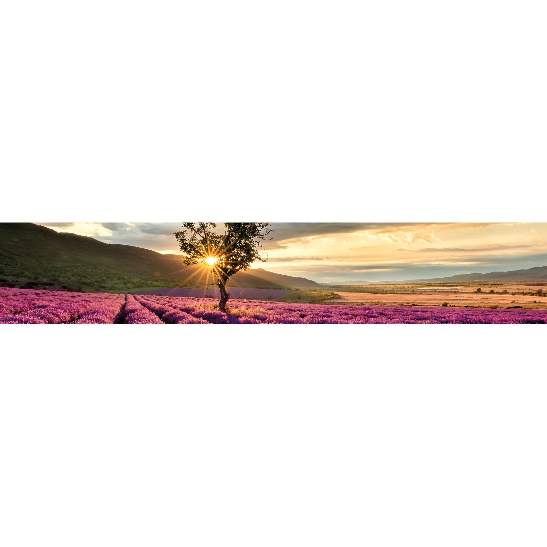 Fototapete Lavendelblüte in der Provence - Panorama - 48x260 cm