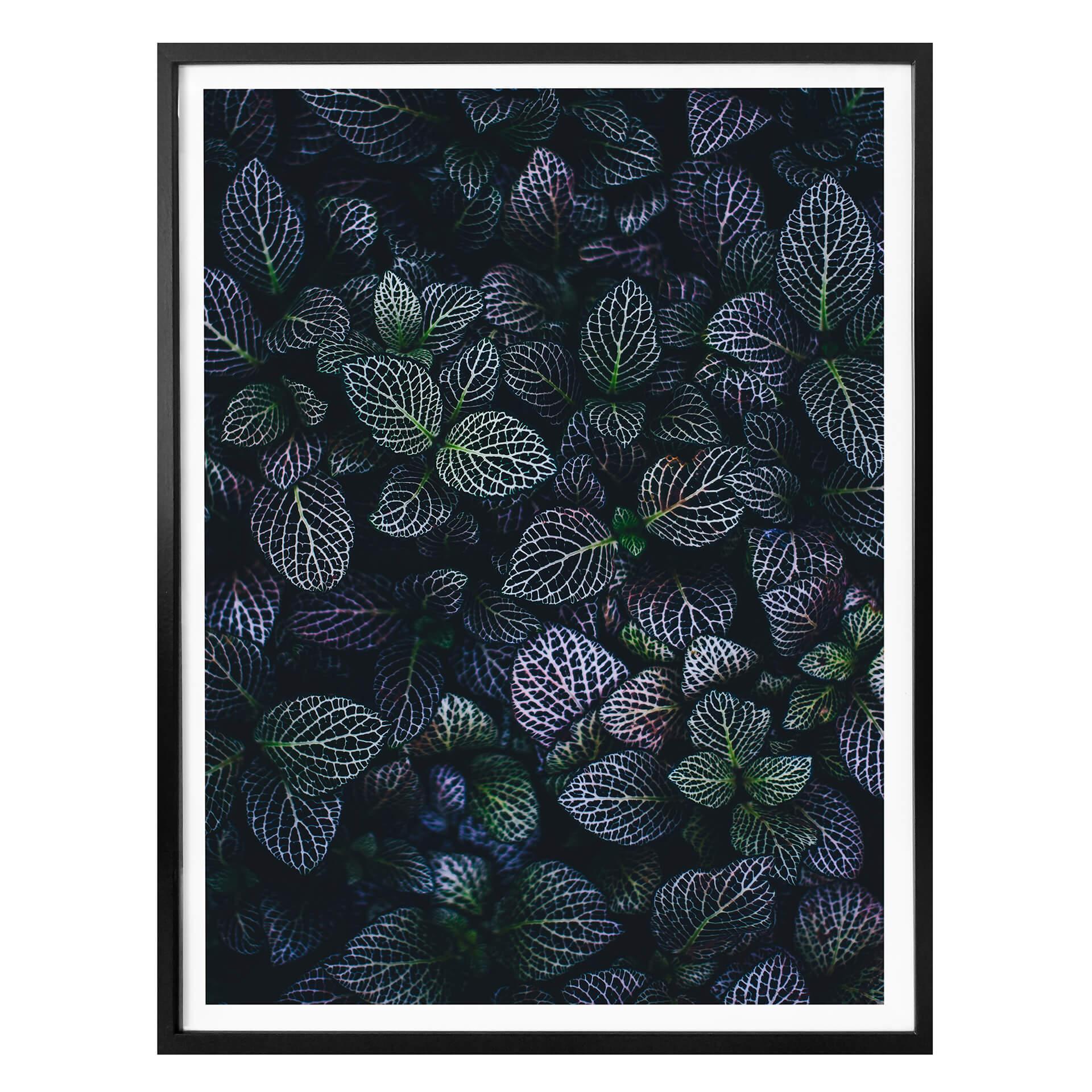 Plakat - Botanisk kontrast
