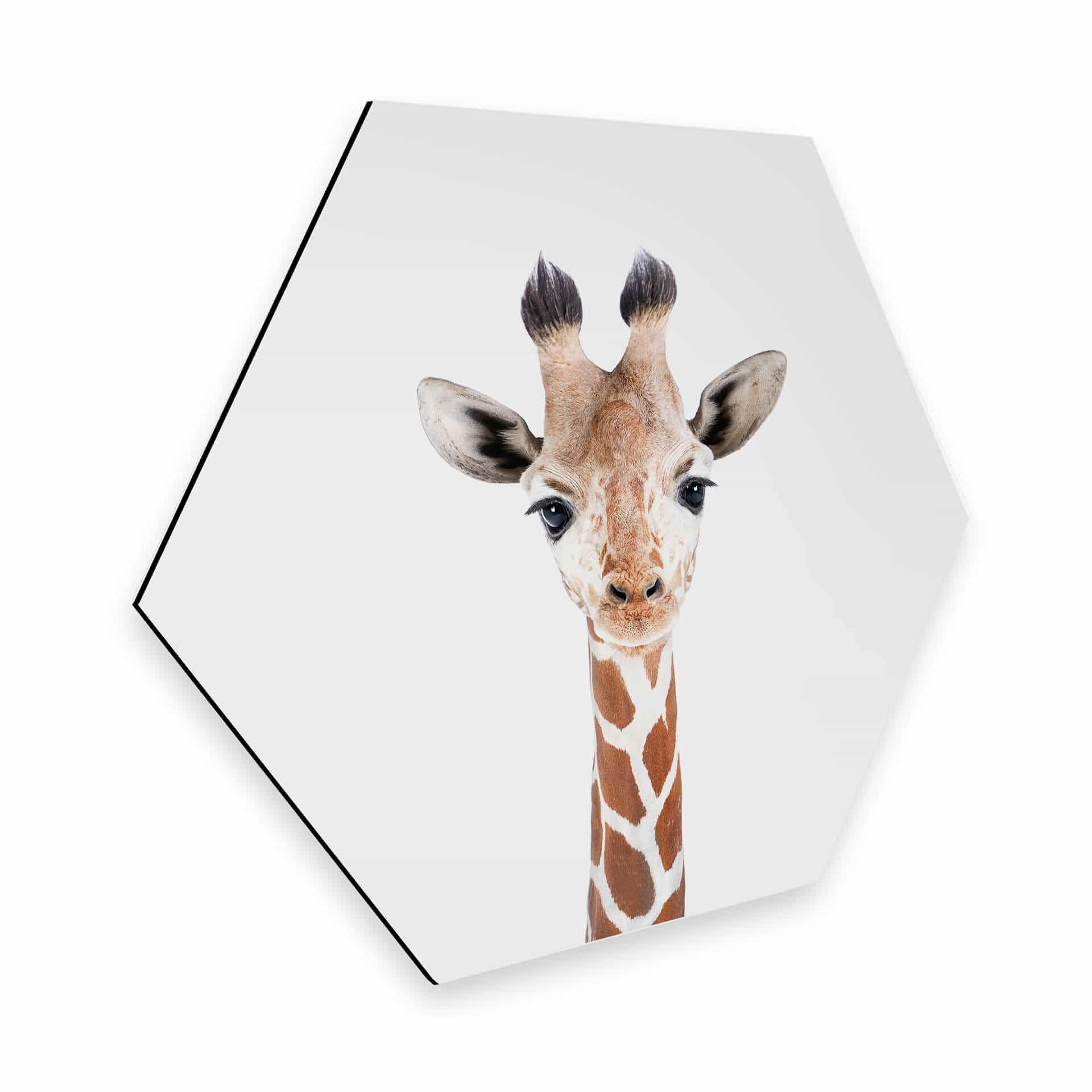 Hexagon Dibond Sisi & Seb - Baby Giraffe