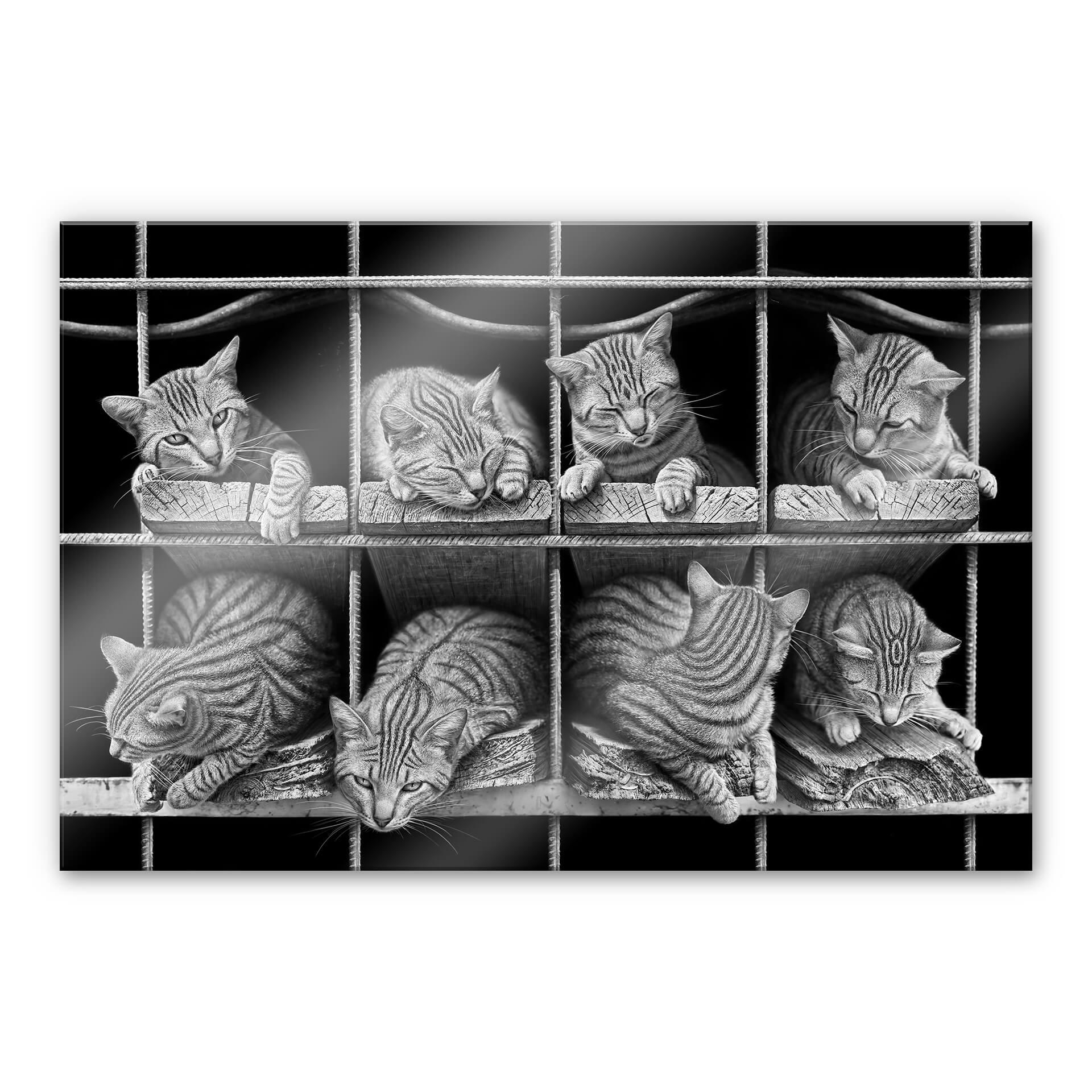Akrylbillede Heine - Katten