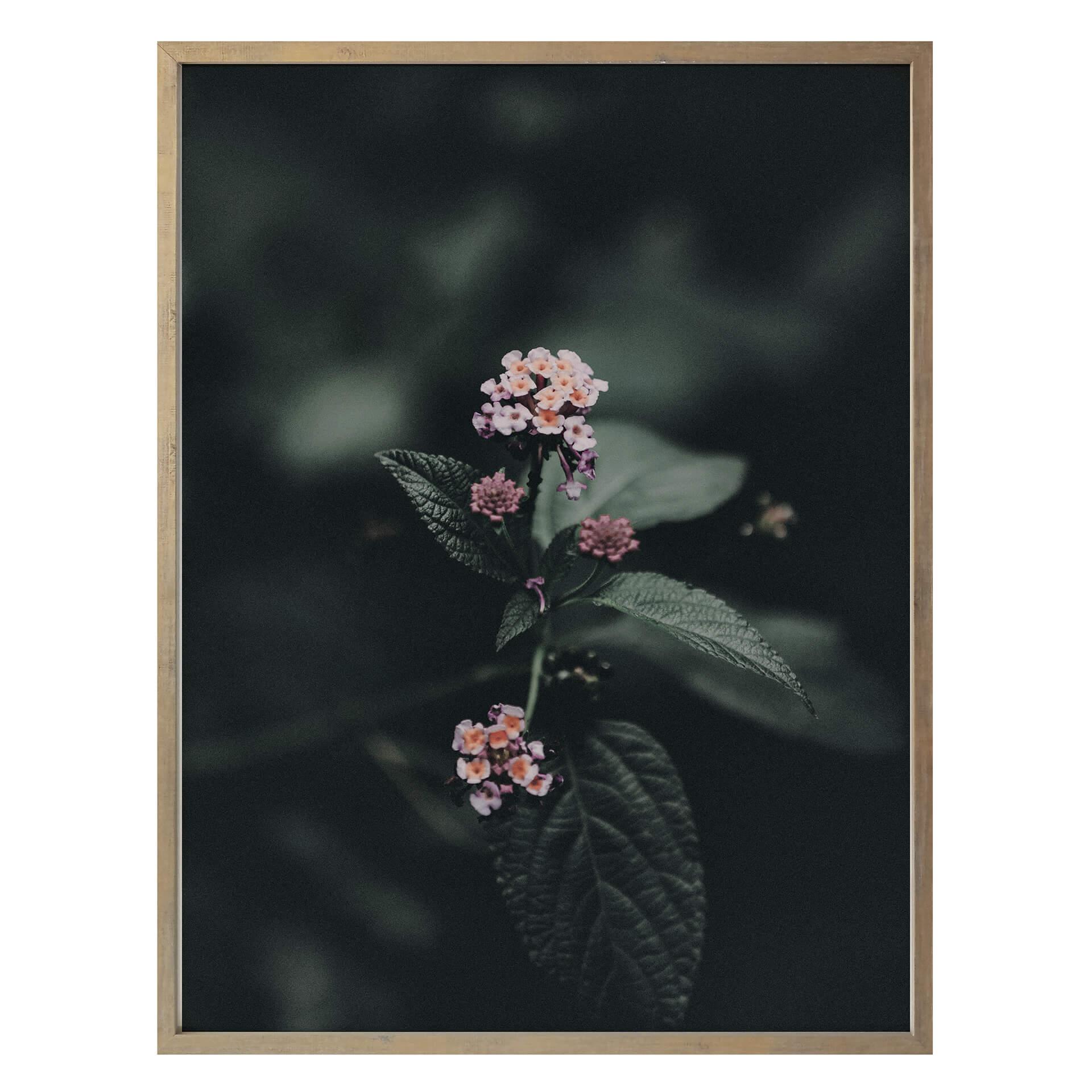 Poster Delikat rosa blomma