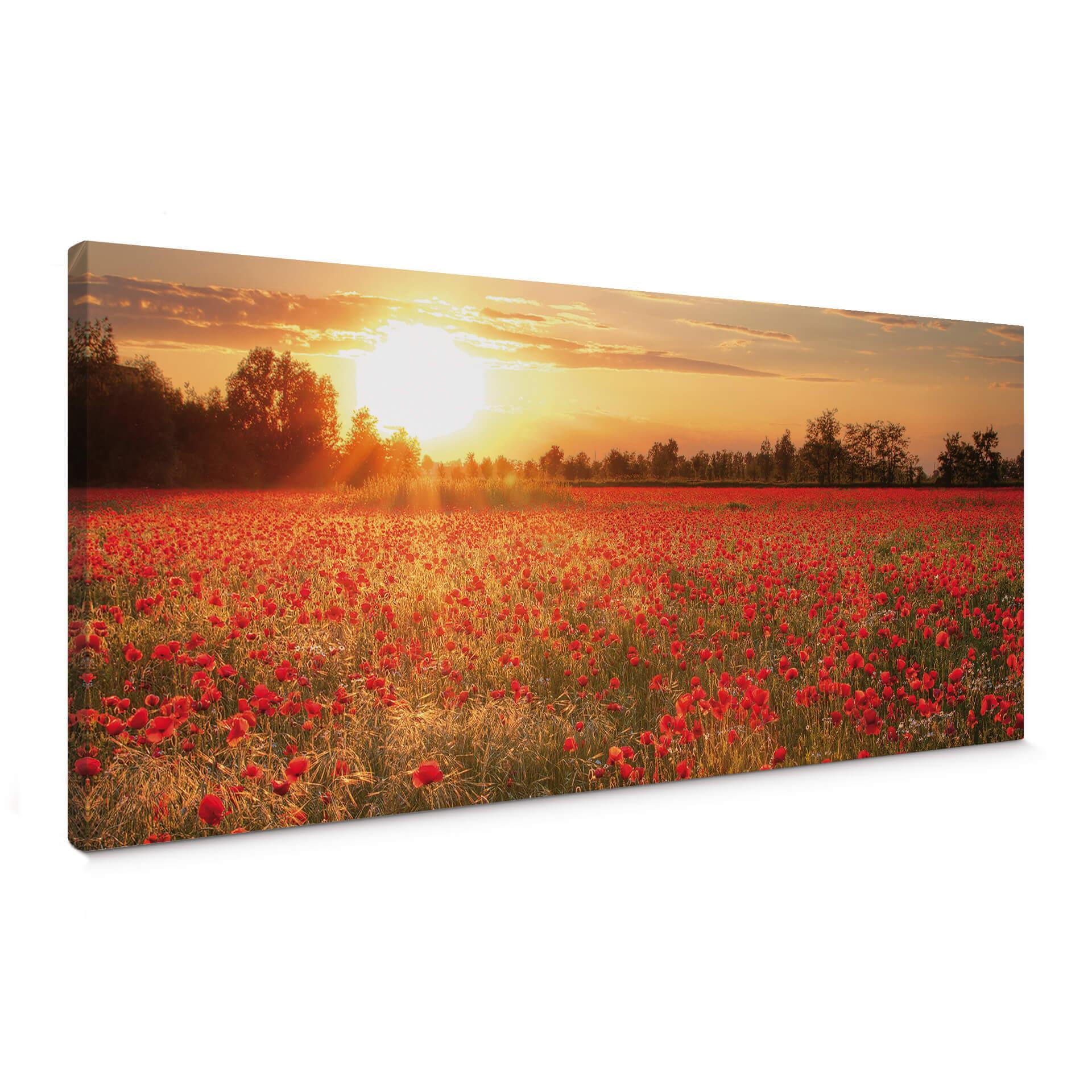 Lienzo Campo de amapolas al atardecer - Panorama