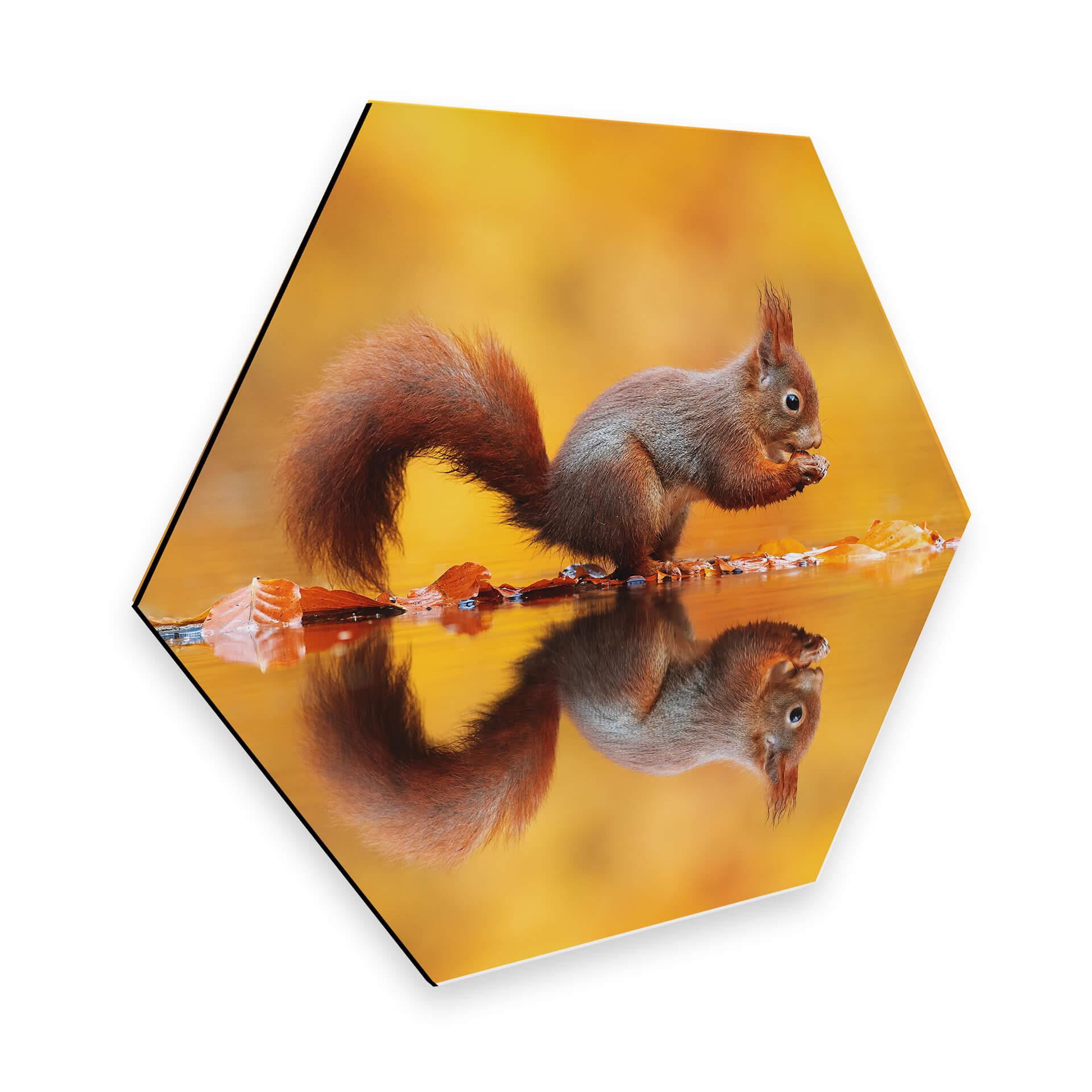 Hexagon Dibond van Duijn - Eekhoorntje met Noot