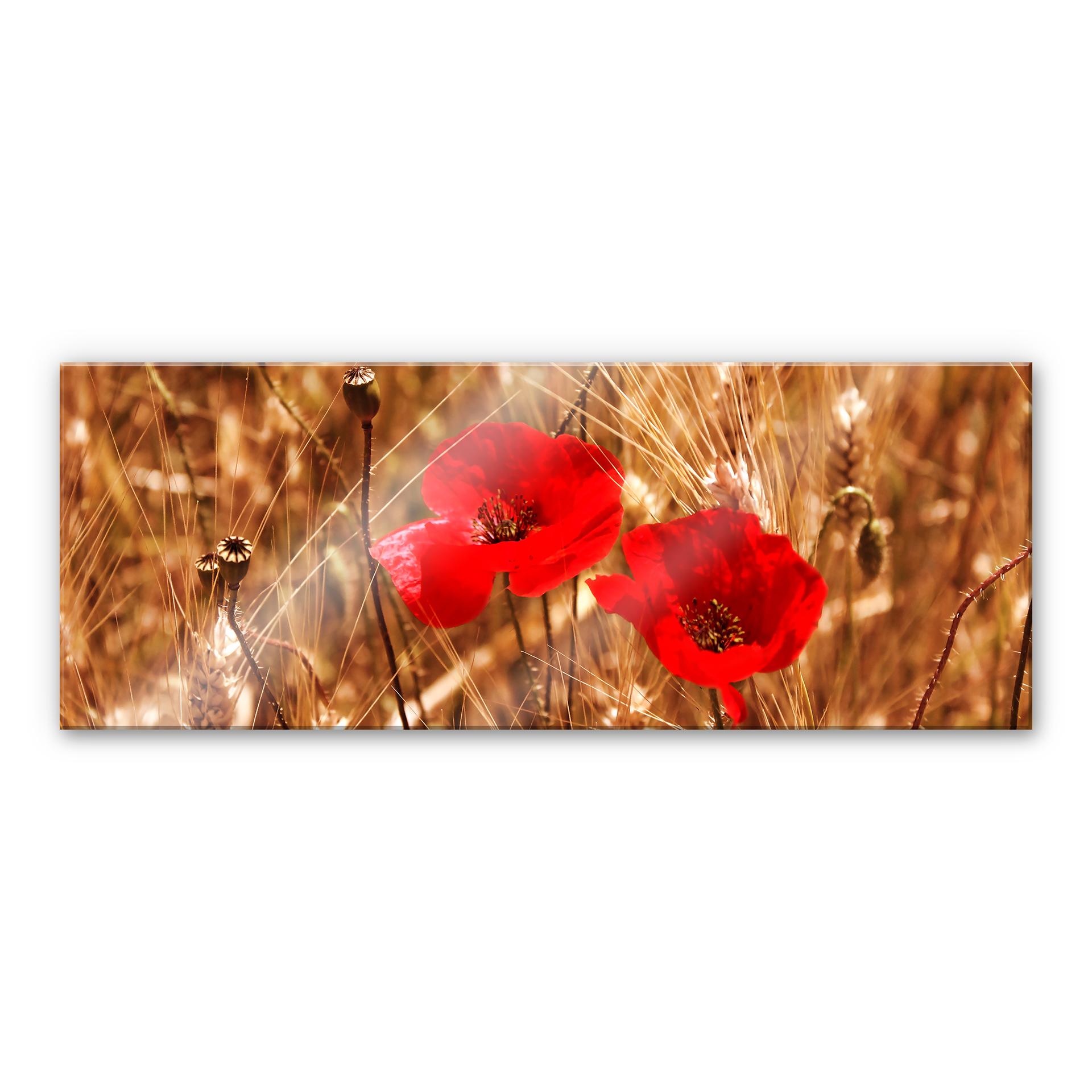 Tableau en verre acrylique - Coquelicots dans le champ - Panorama