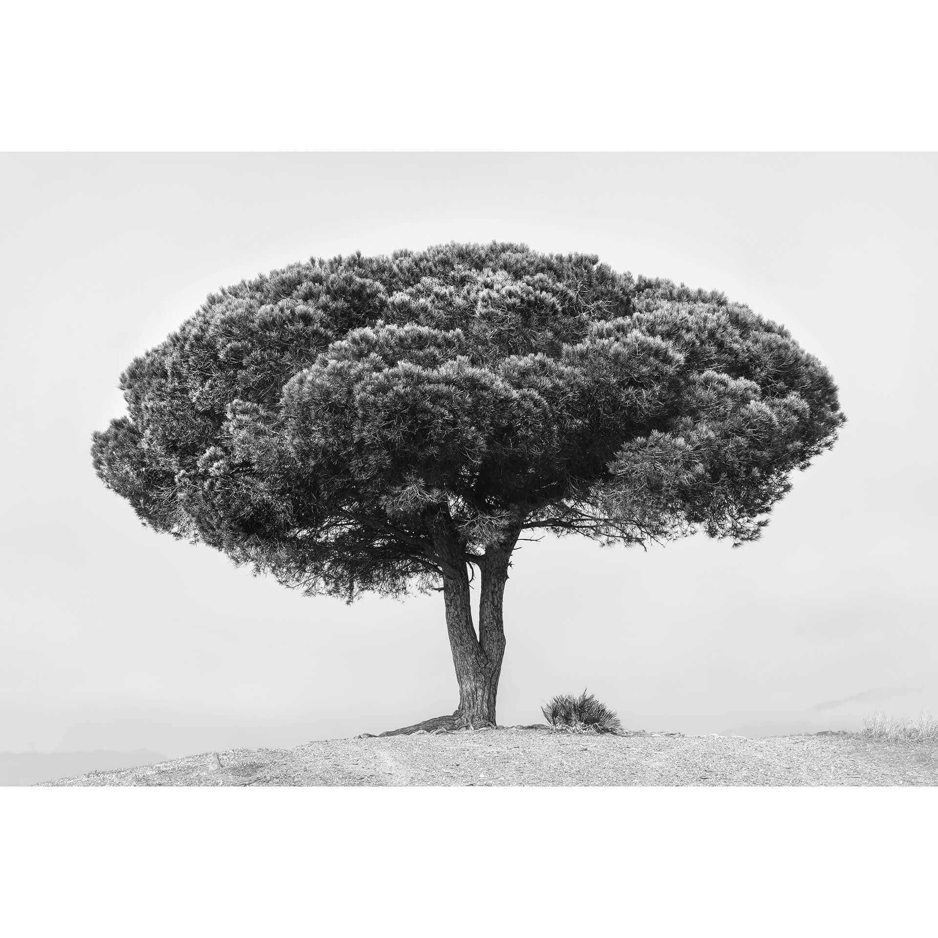 Fotobehang Martin - Boom in het Zwart Wit