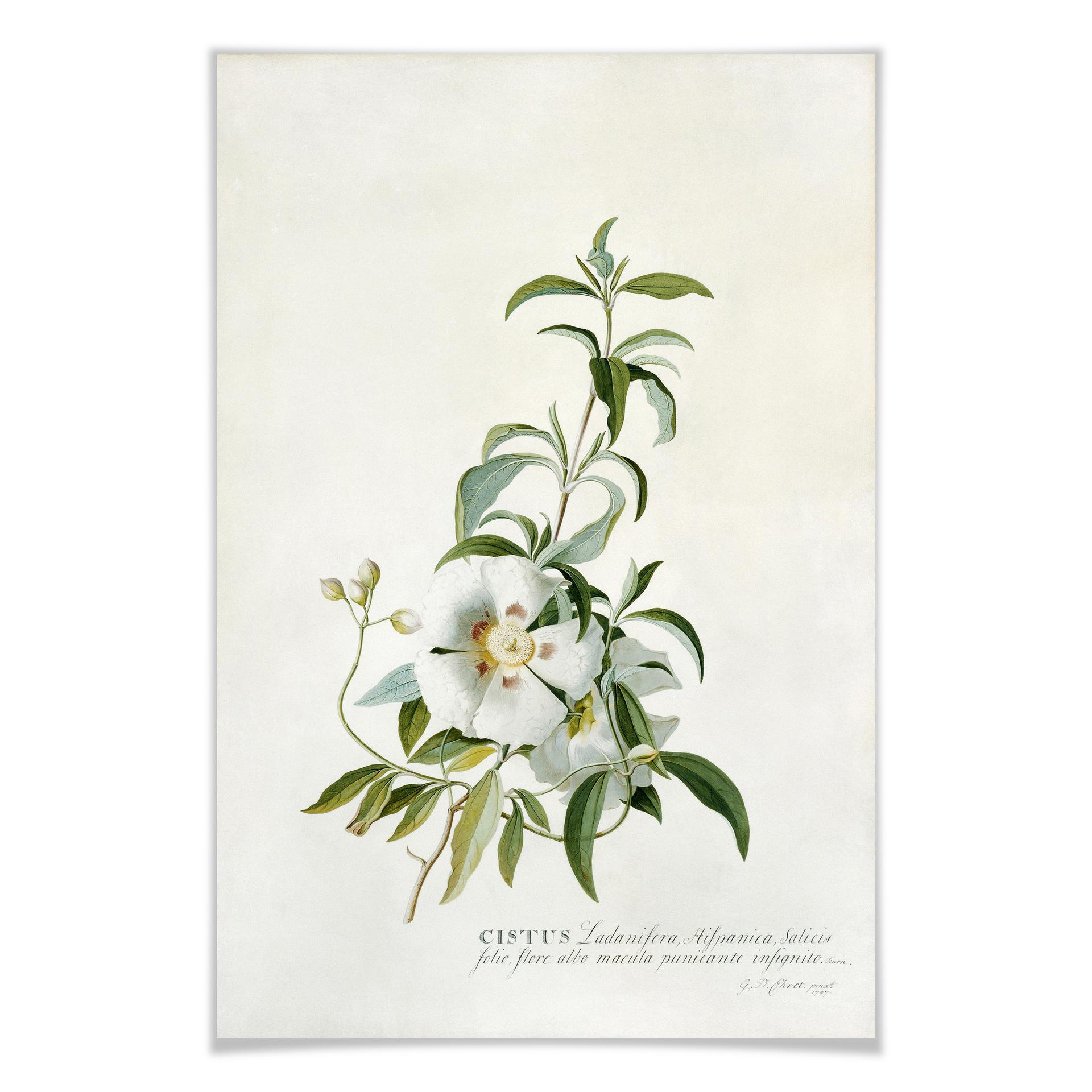 Poster Ehret - Zistrose