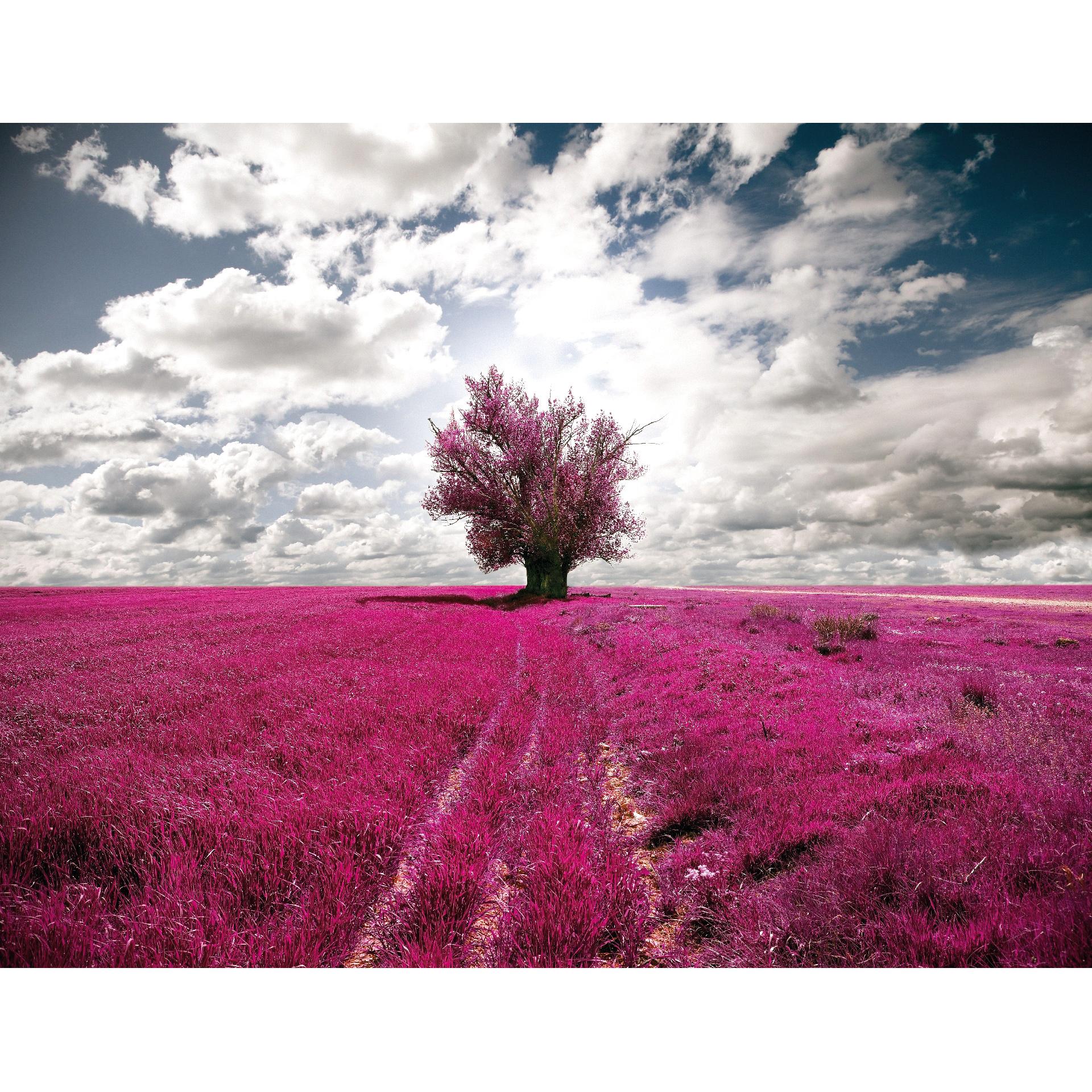 Fotobehang De Eenzame Boom